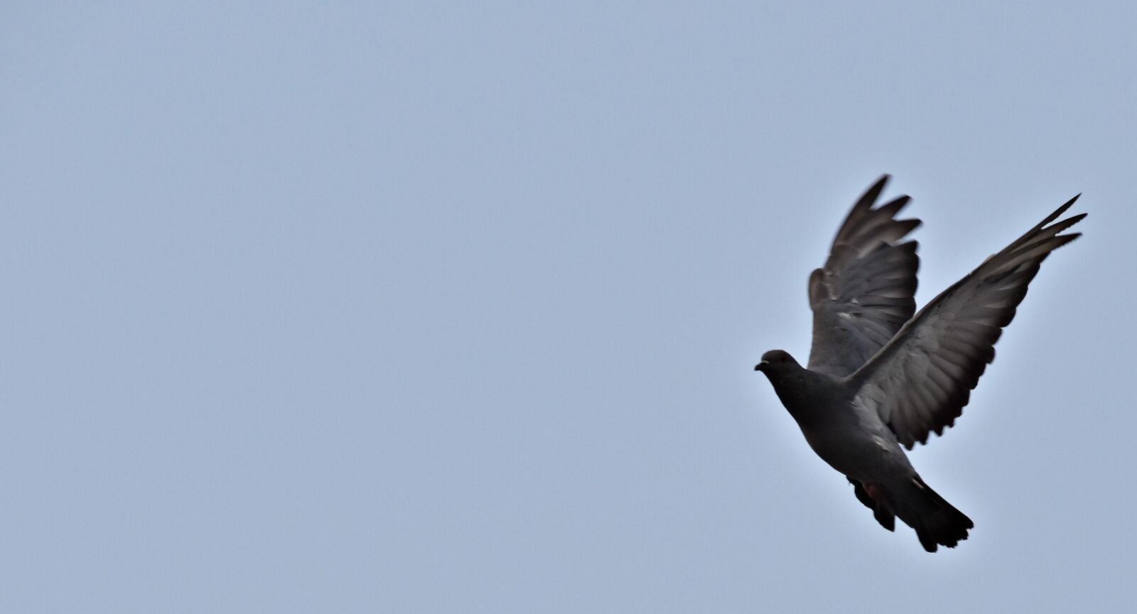 Nikon D5600 sample photo. Feral pigeon, flight, bird photography