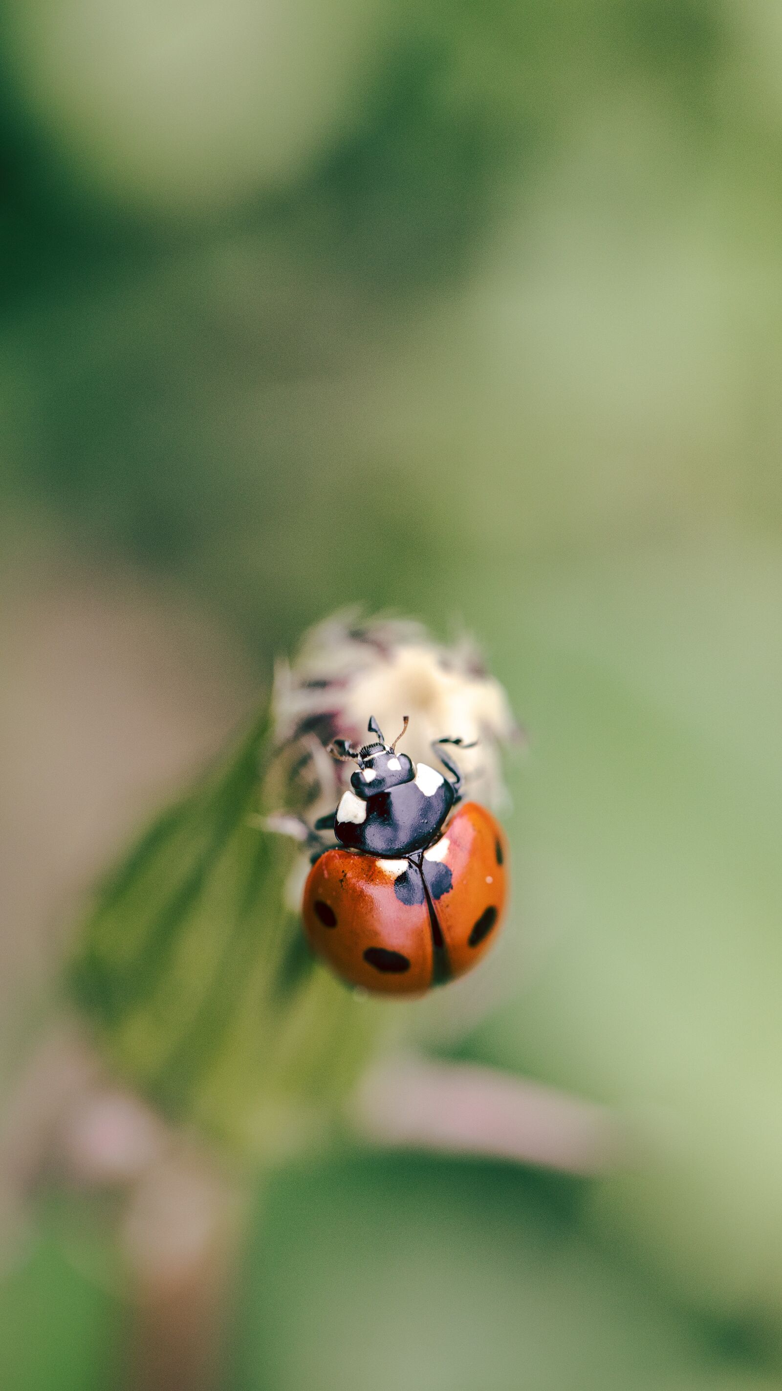 Canon EOS R sample photo. Ladybug, nature, animals photography