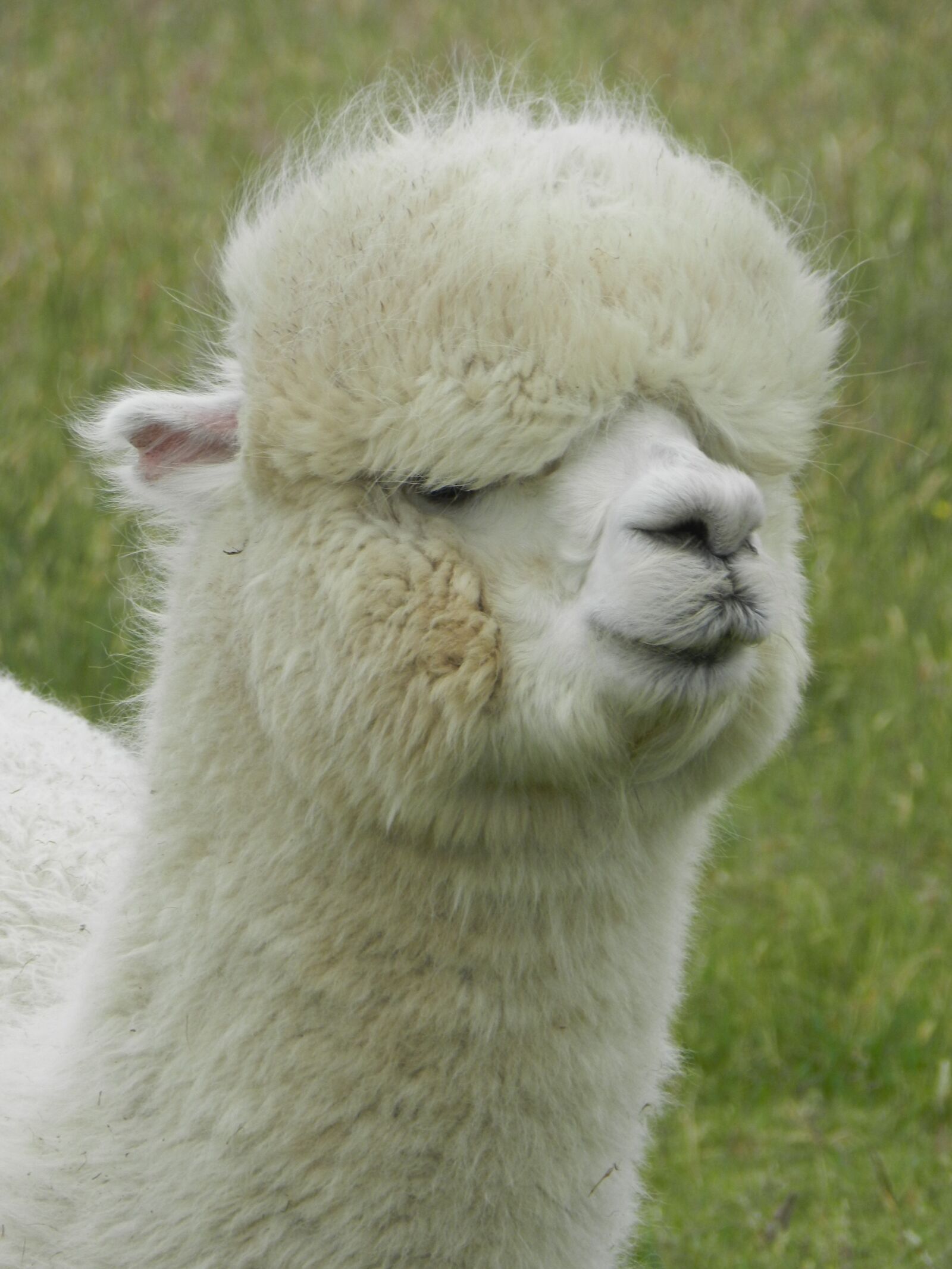 Nikon Coolpix P500 sample photo. Alpaca, lama, south america photography