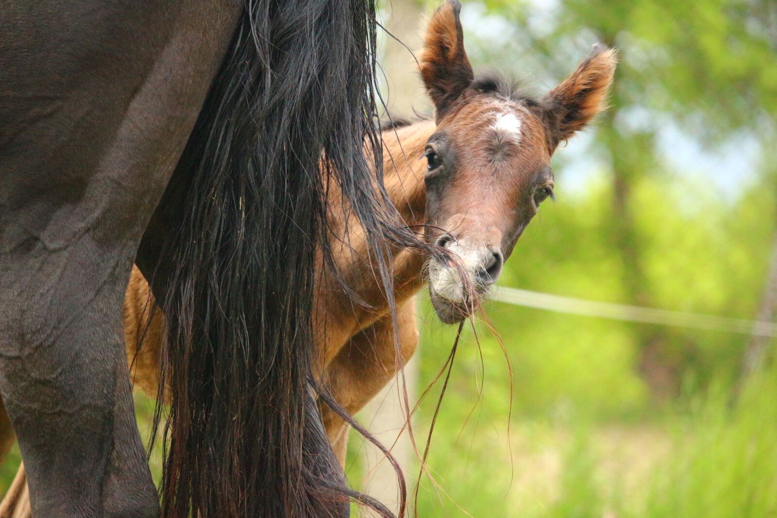 Canon EOS 100D (EOS Rebel SL1 / EOS Kiss X7) sample photo. Horse, foal, suckling photography