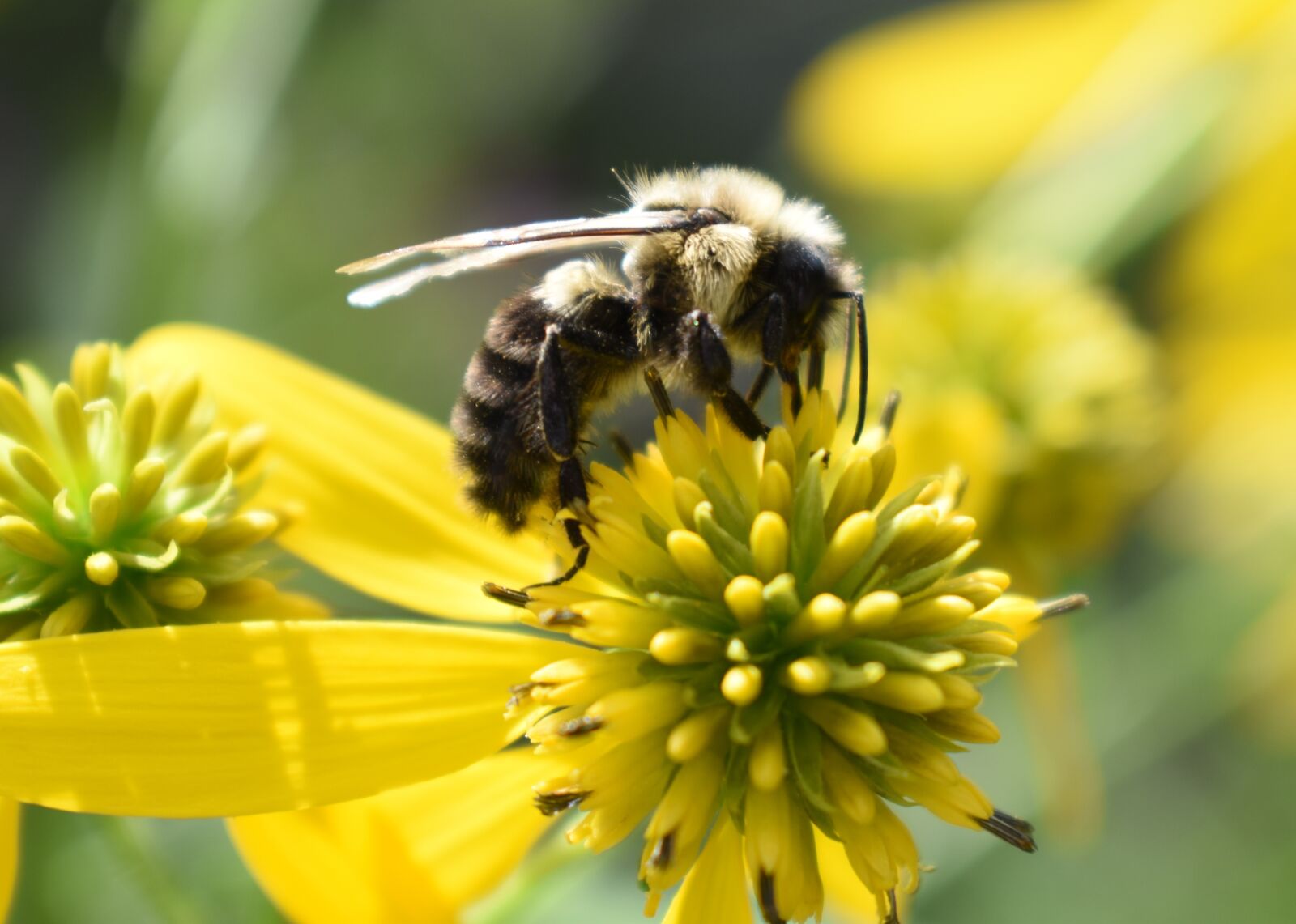 Nikon D5500 sample photo. Bee, bumblebee, pollen photography