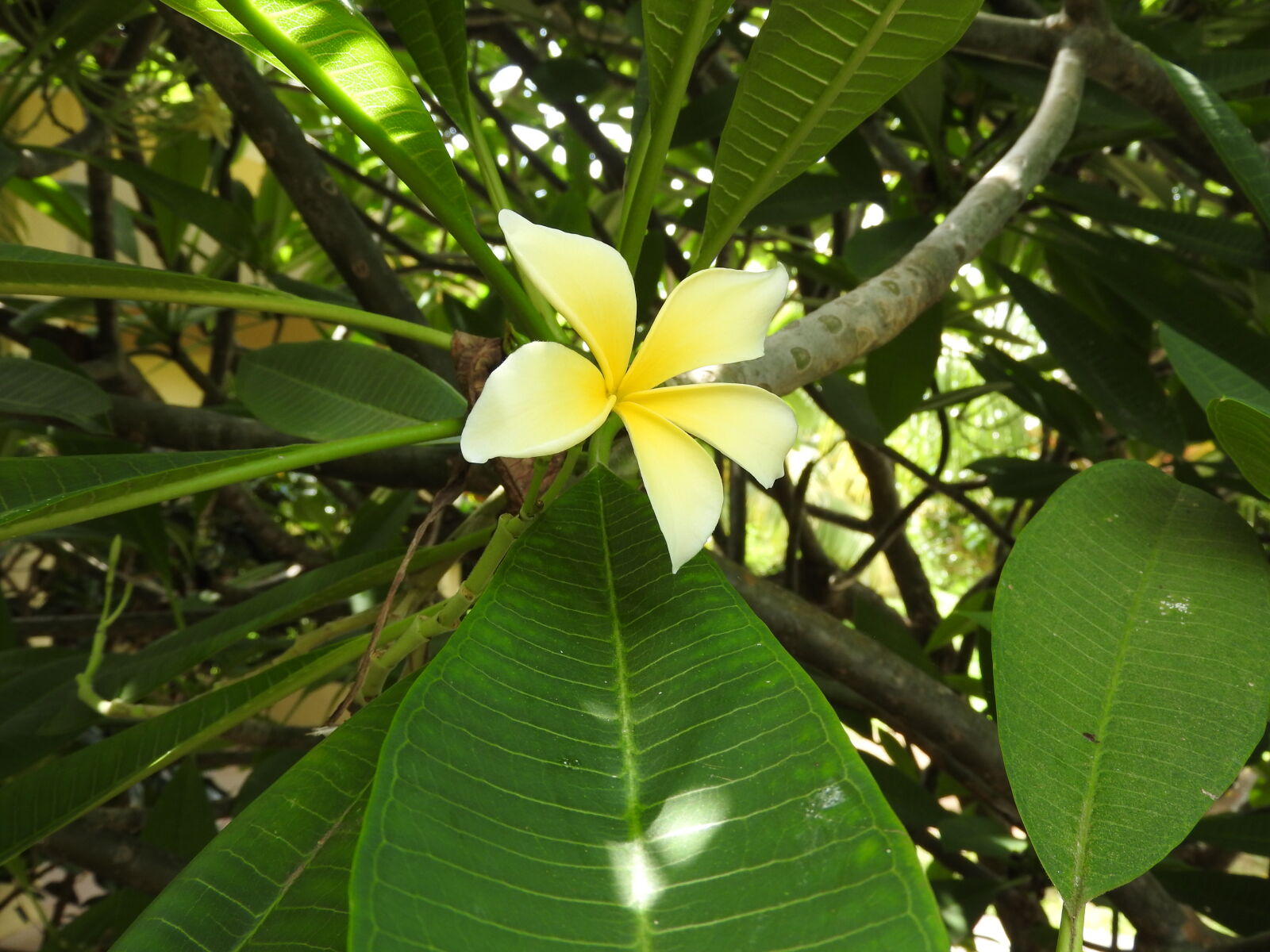 Nikon Coolpix P610 sample photo. Flor, flor, de, mayo photography