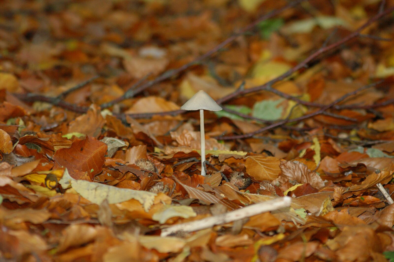 Sony Alpha DSLR-A350 sample photo. Mushrooms, picnic, natural photography