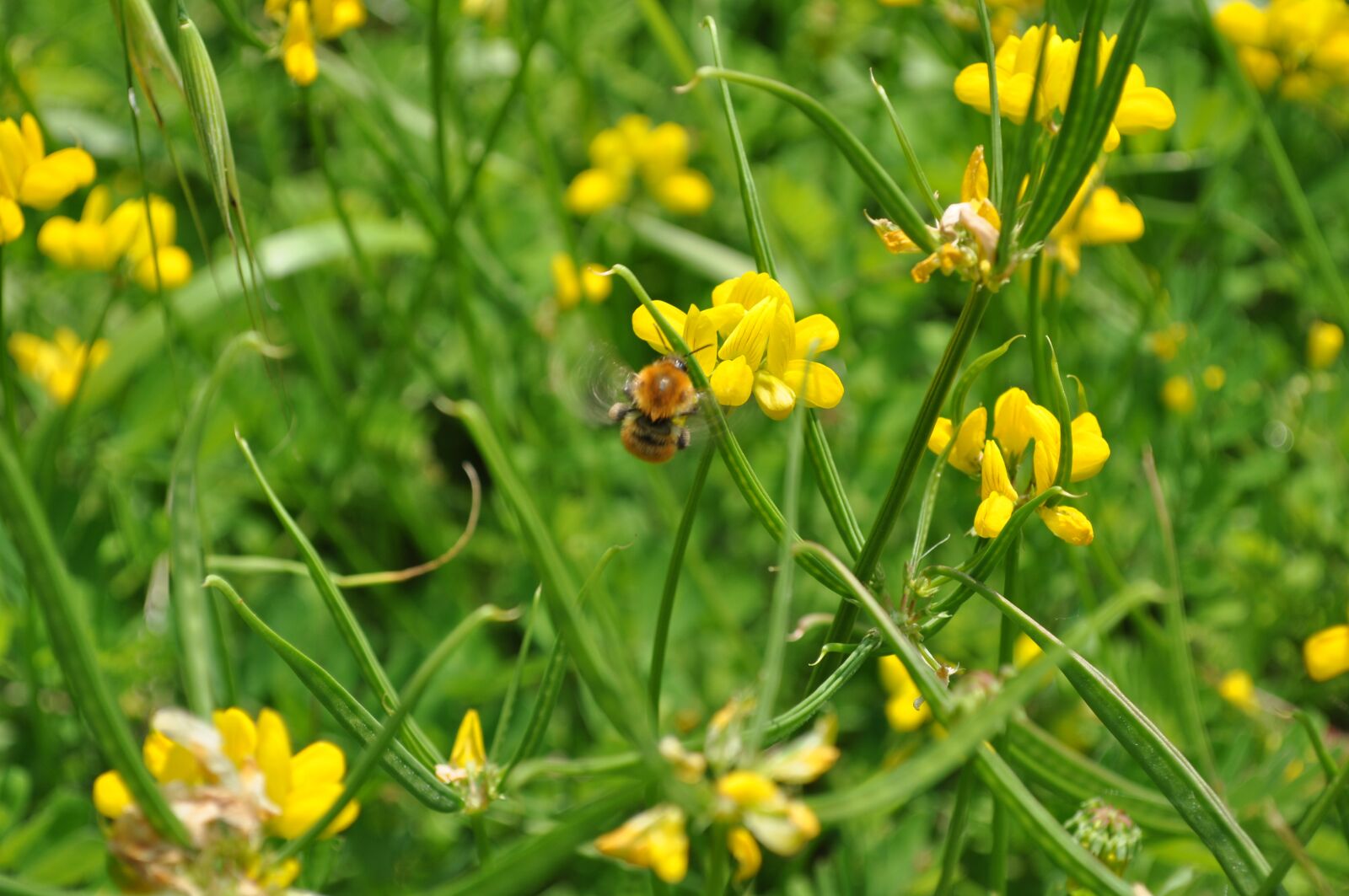 Nikon D5000 sample photo. Bee, flower, insect photography
