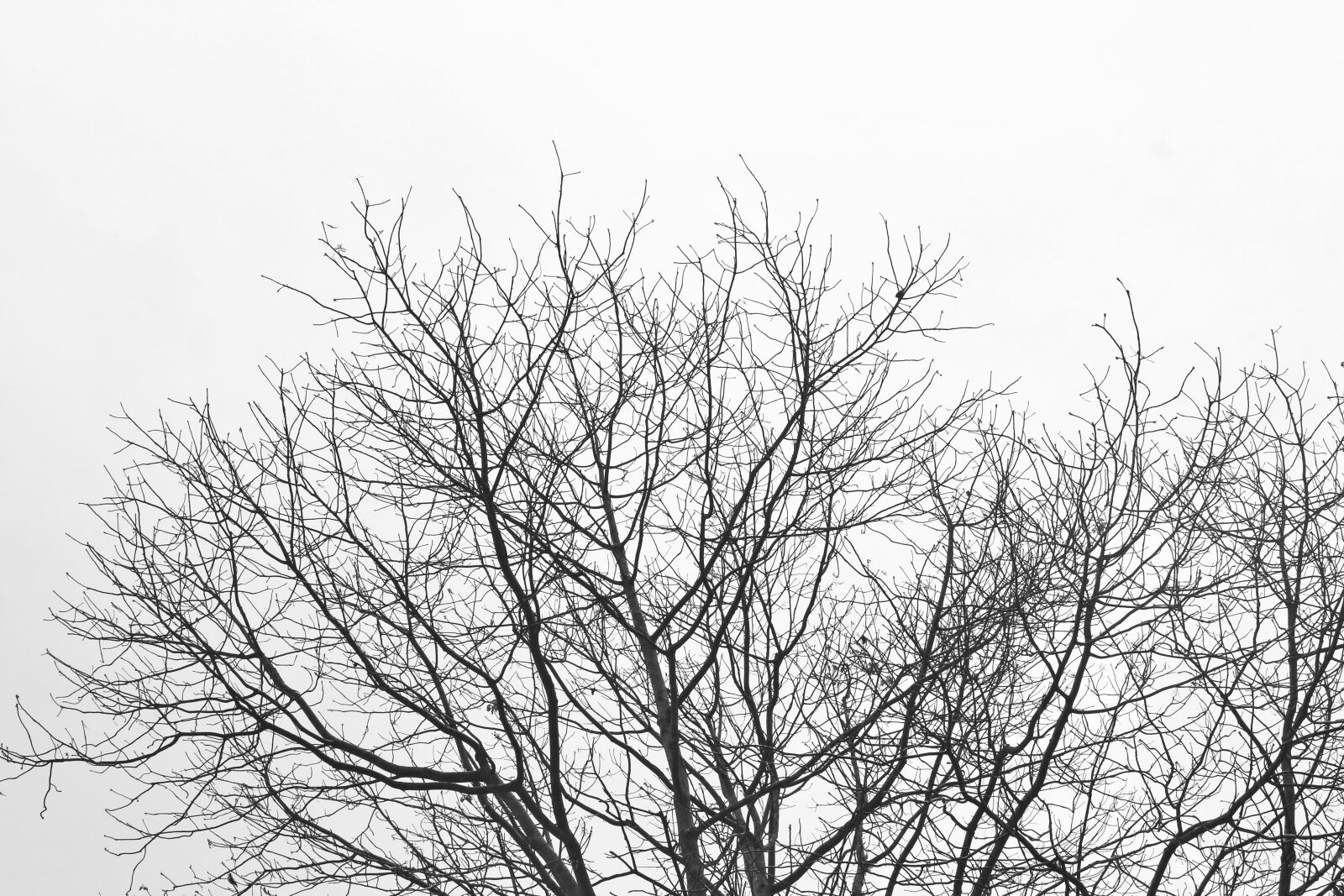 Canon EOS 700D (EOS Rebel T5i / EOS Kiss X7i) sample photo. Desktop, abstract, nature photography