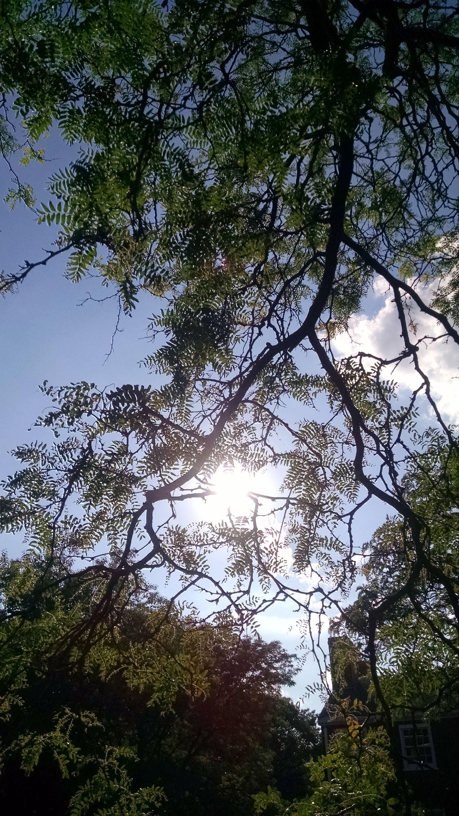 Motorola Moto X (1st Gen) sample photo. Fronds, leaves, silhouette, sky photography