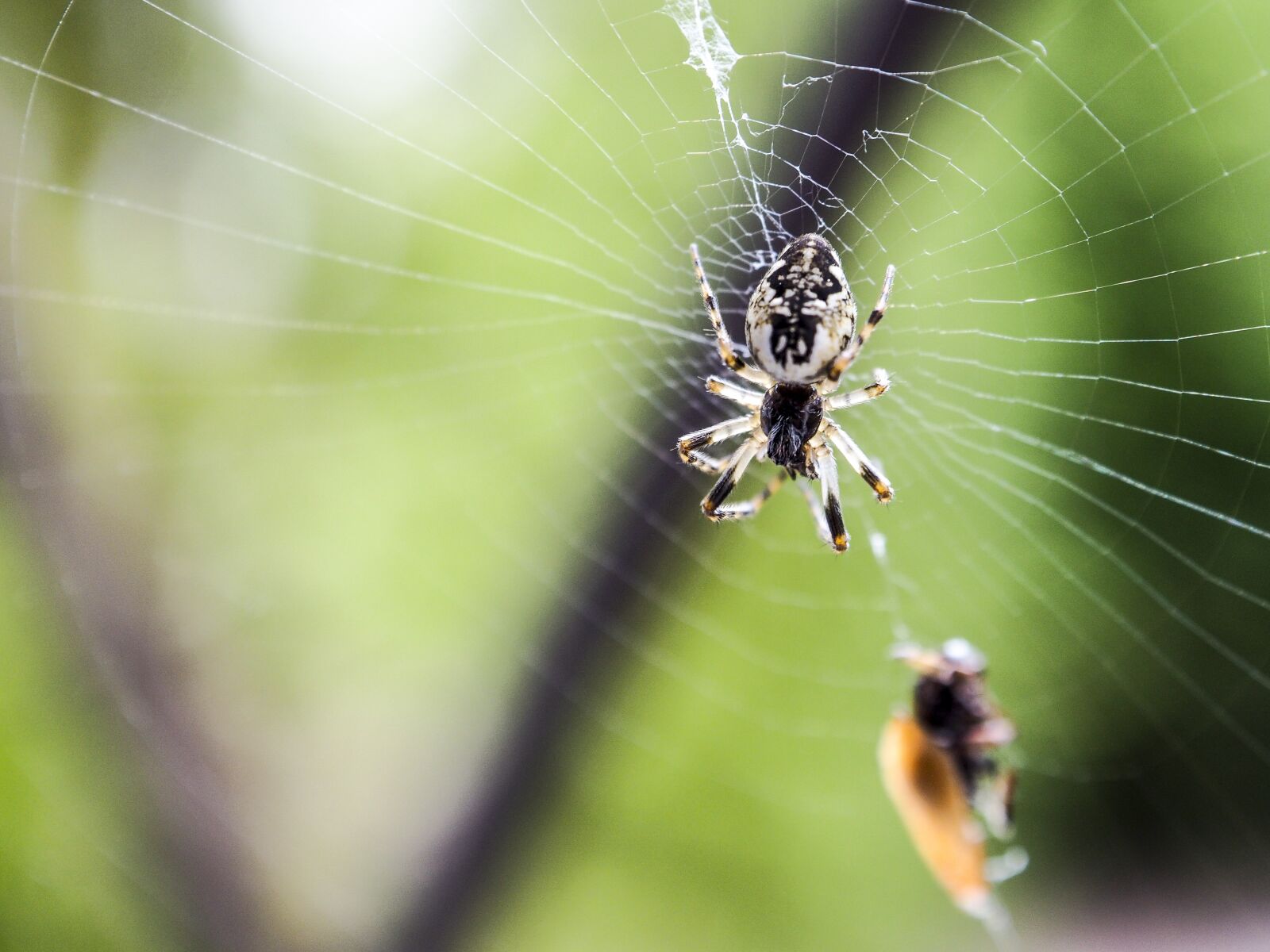 Olympus OM-D E-M10 + OLYMPUS M.12-50mm F3.5-6.3 sample photo. Spider, nature, macro photography