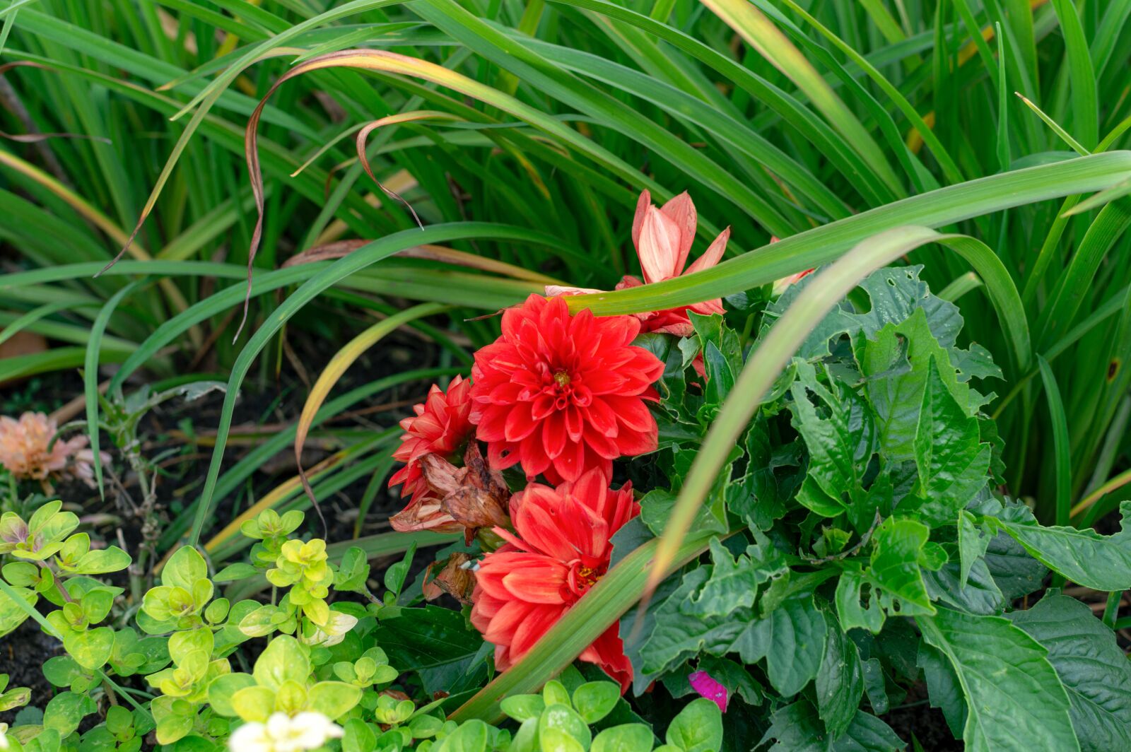 Nikon D3200 sample photo. Dahlia, flower bed, garden photography