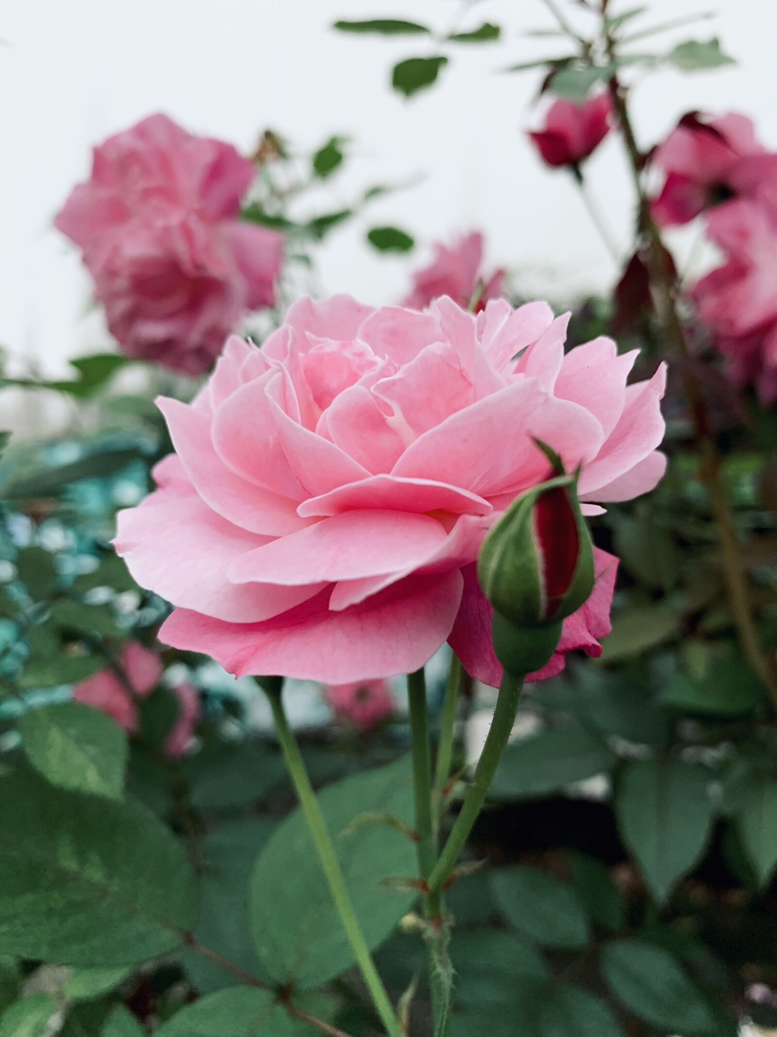 Apple iPhone XR sample photo. Flower, pink, beauty photography