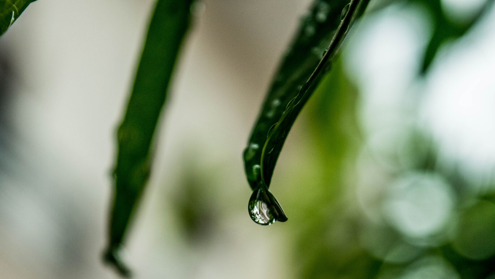 Nikon D3300 sample photo. Raindrop photography