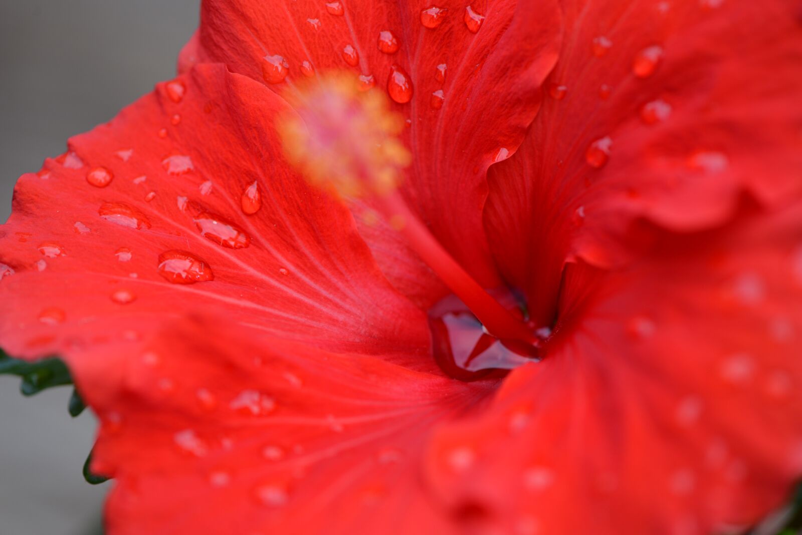 Nikon D800 sample photo. Hibiscus, dew, gardening photography