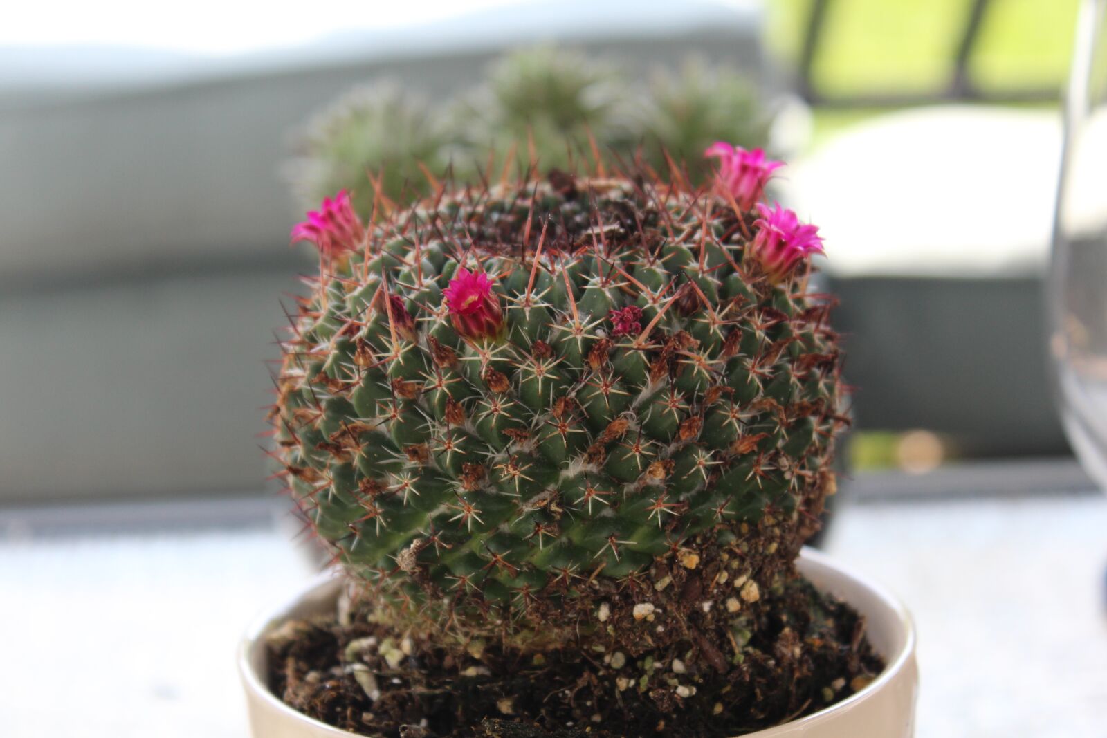 Canon EOS 1200D (EOS Rebel T5 / EOS Kiss X70 / EOS Hi) sample photo. Cactus, plant, nature photography
