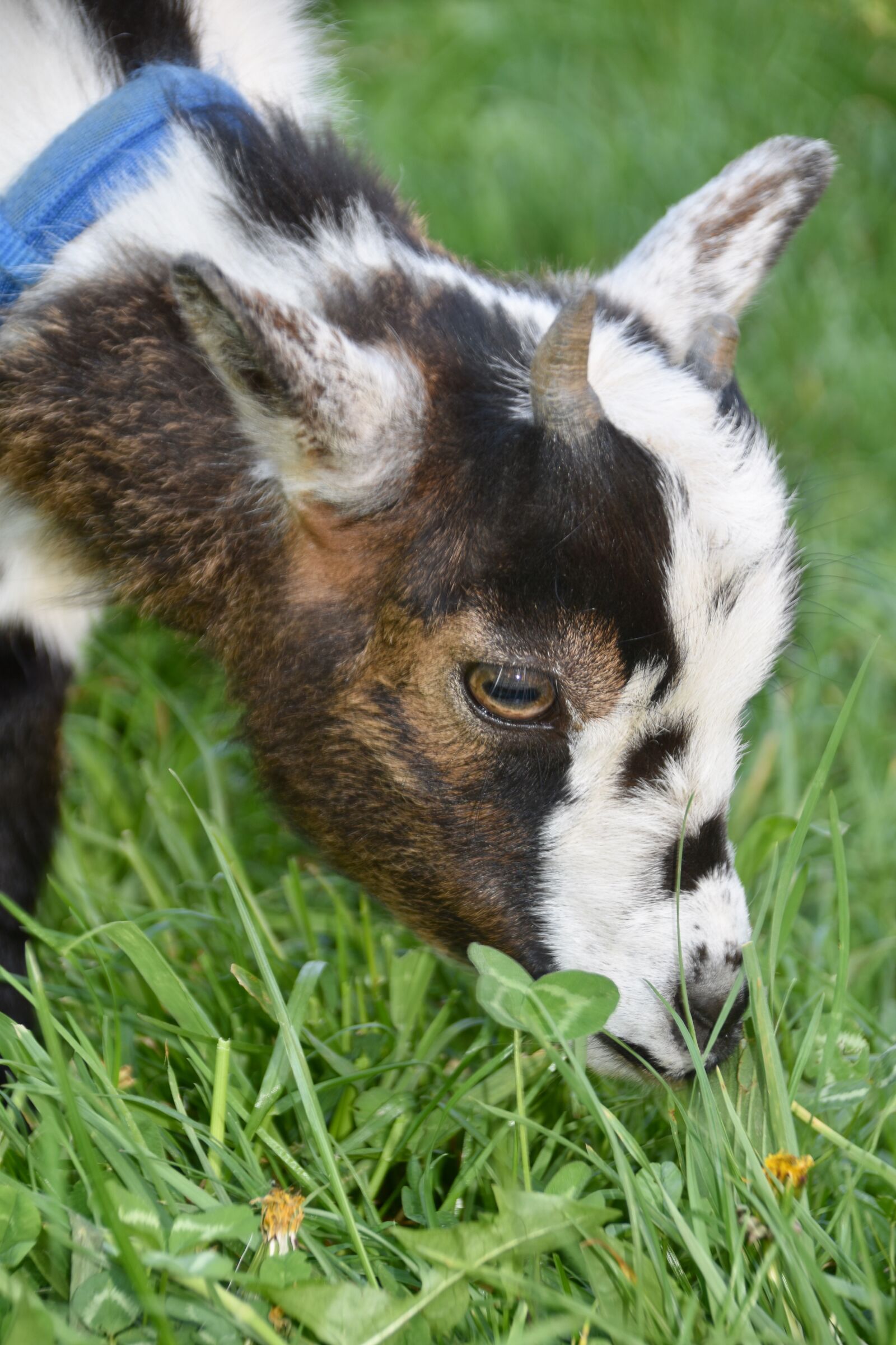 Nikon D5600 sample photo. Goat, mammal, ruminant photography