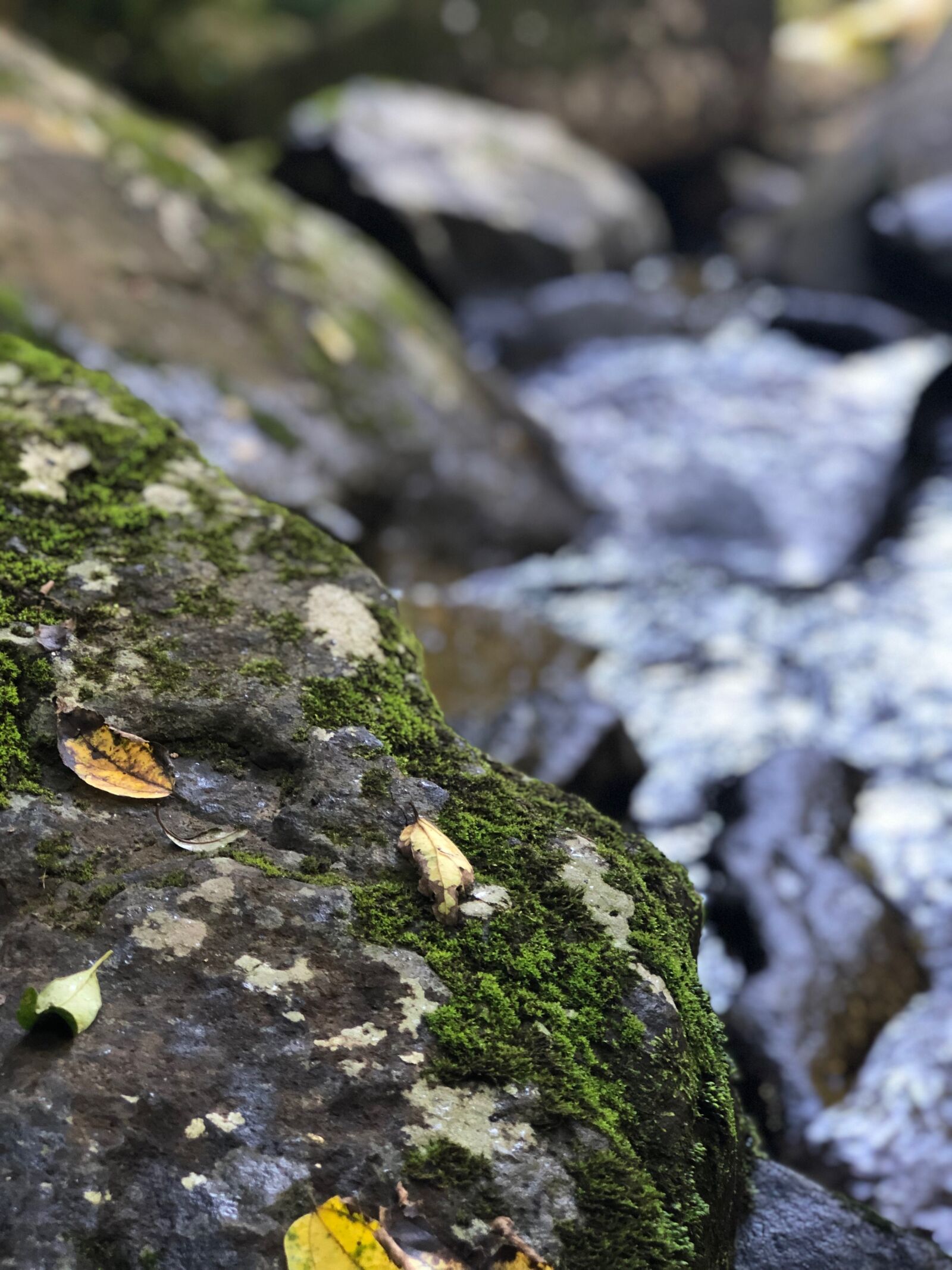 iPhone 8 Plus back dual camera 6.6mm f/2.8 sample photo. River, leaves, nature photography