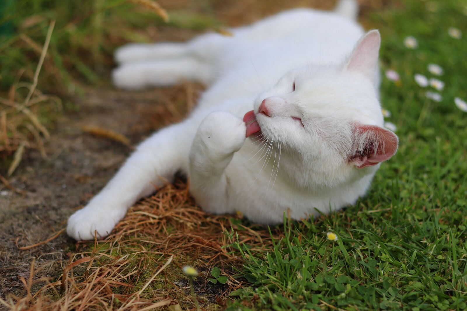 Canon EOS 80D + Canon EF 50mm F1.8 STM sample photo. Cute, cat, pet photography