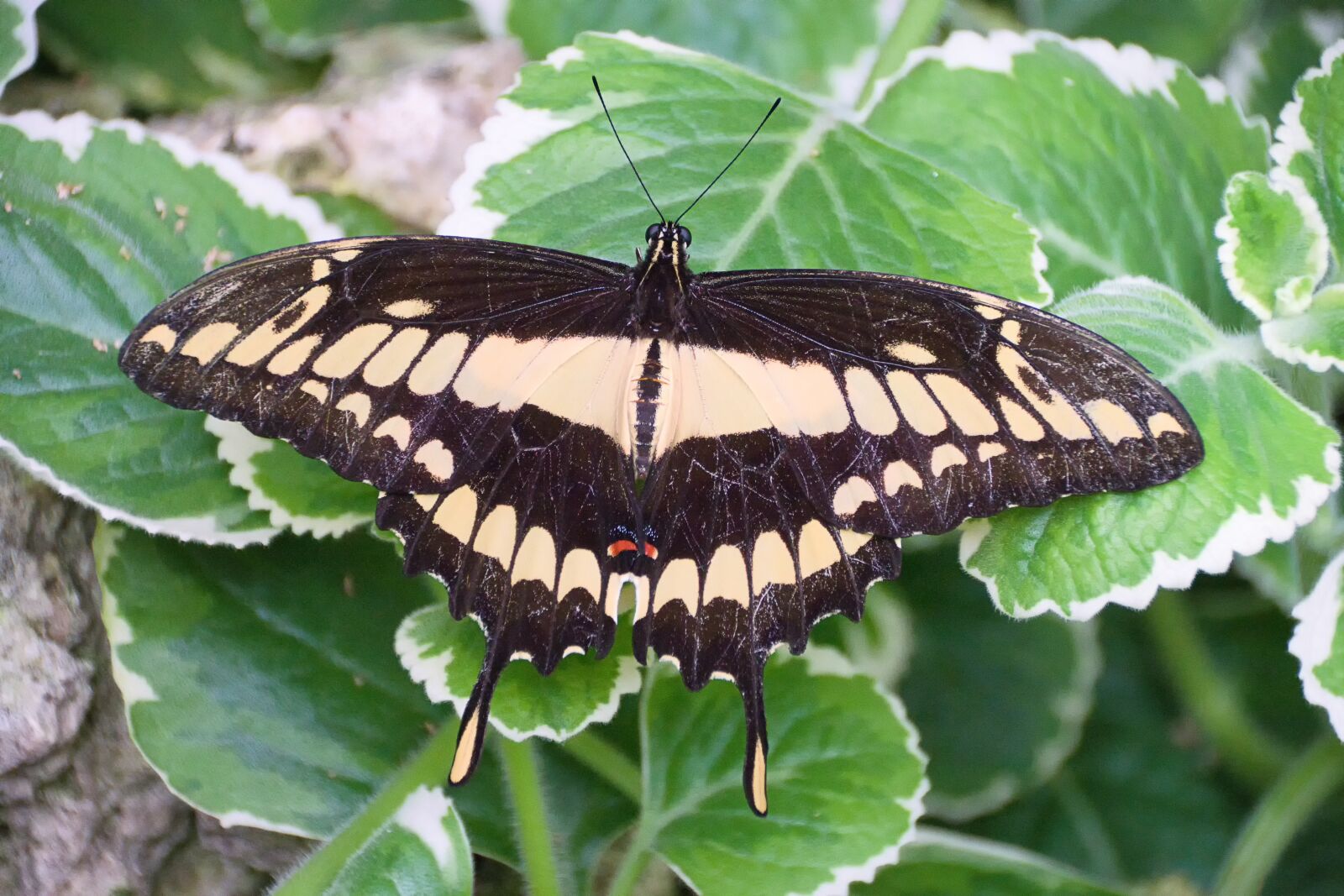 Sony ILCA-77M2 sample photo. Butterfly, swallowtail butterfly, insect photography