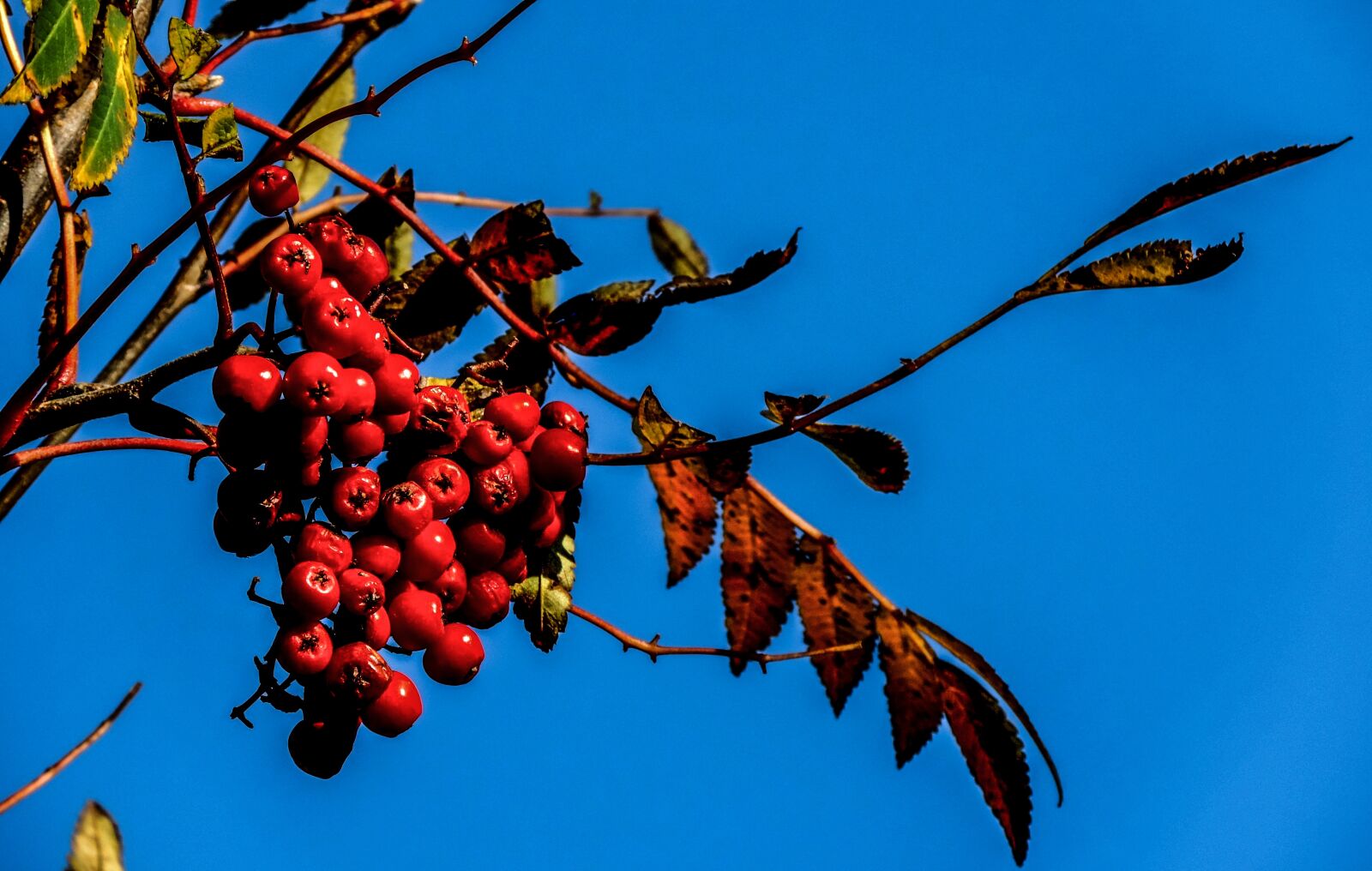 Nikon Coolpix P520 sample photo. Rowan, mountain ash, autumn photography