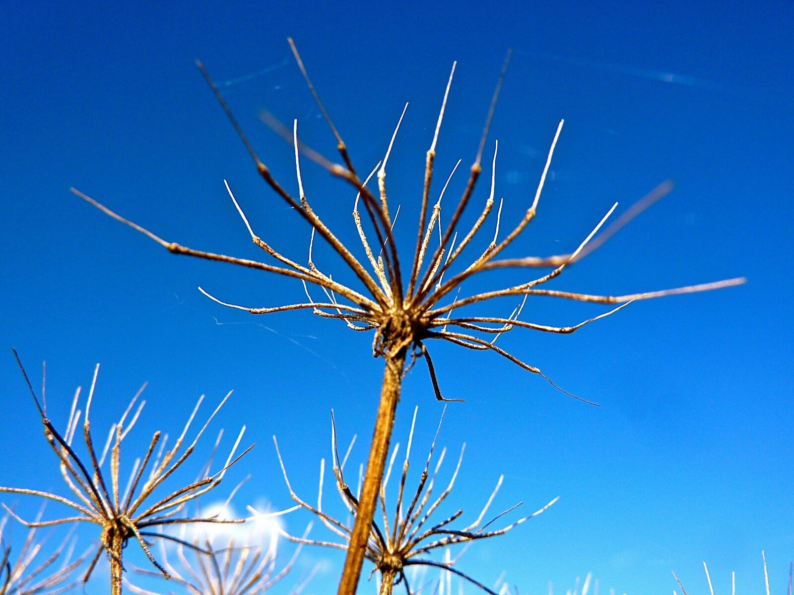 Panasonic Lumix DMC-ZS1 (Lumix DMC-TZ6) sample photo. Nature, blue, sky photography