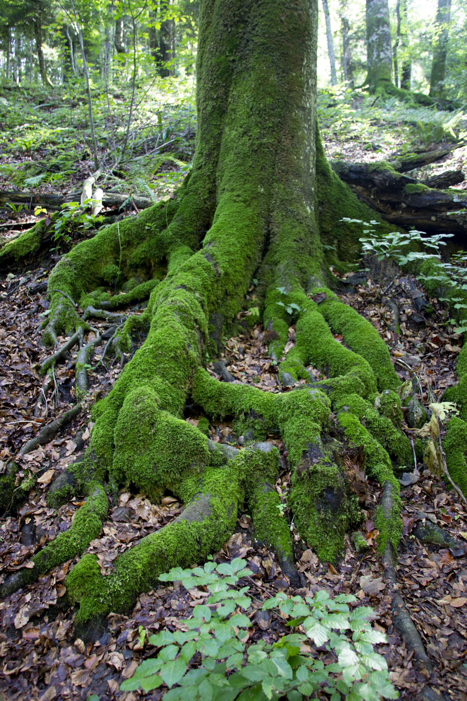 Canon EOS 600D (Rebel EOS T3i / EOS Kiss X5) sample photo. Tree, green, root photography