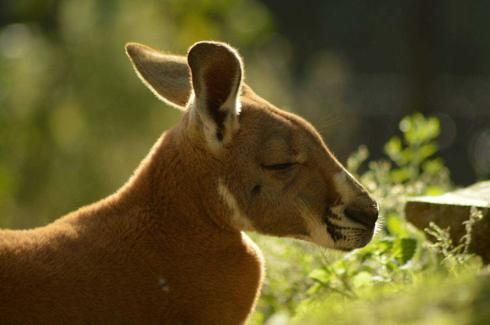 Nikon D3200 sample photo. Animal, kangaroo, giant photography