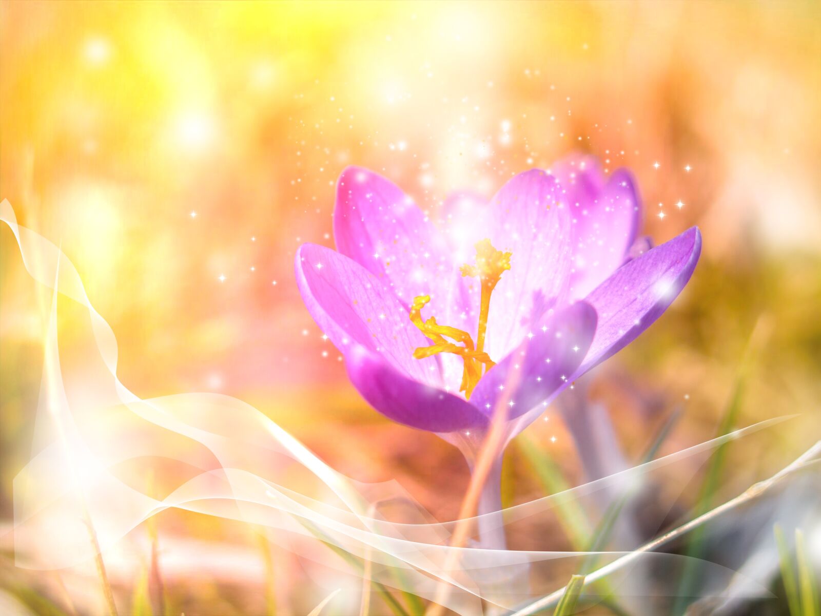 Canon PowerShot G16 sample photo. Crocus, spring, nature photography