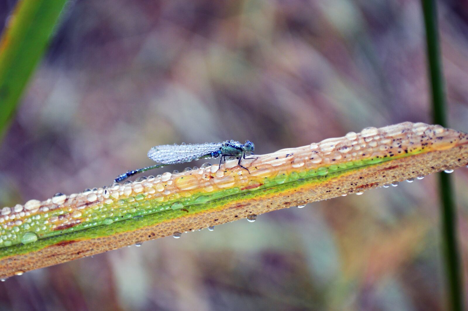Nikon D3200 sample photo. Nature, insect, outdoors photography