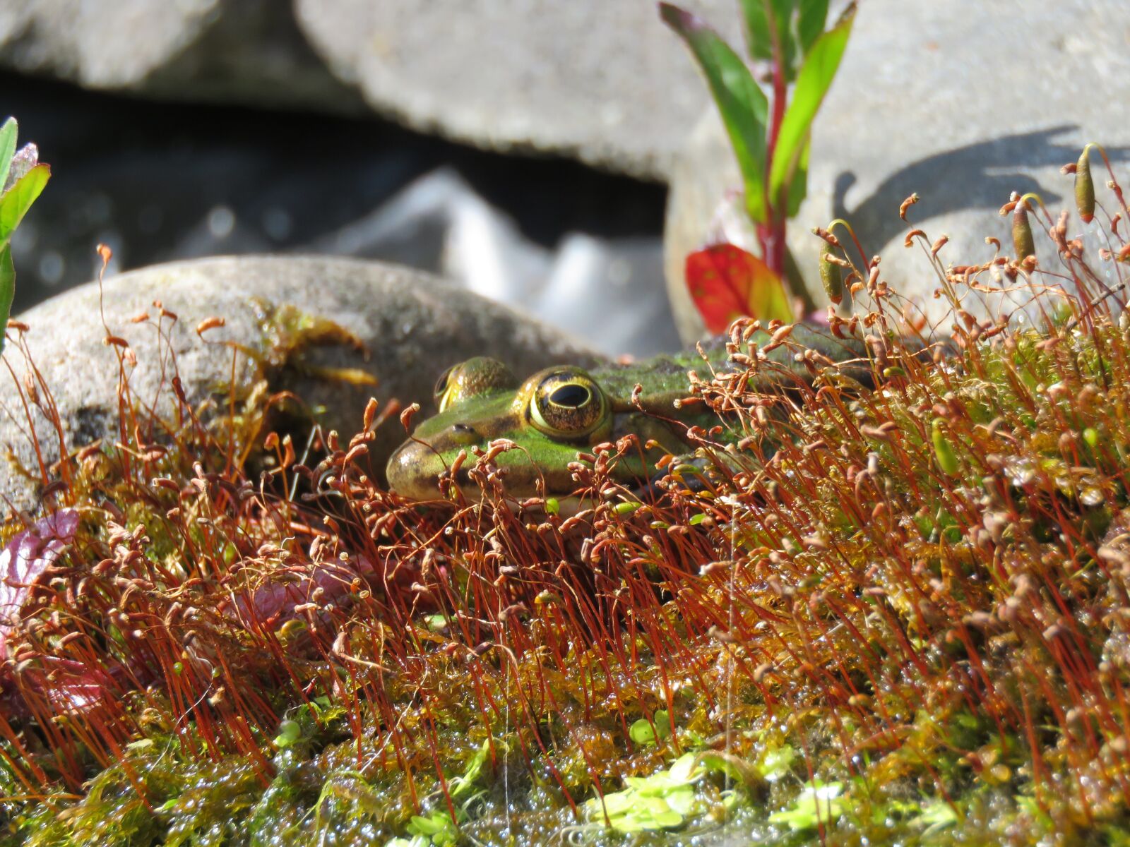 Canon PowerShot SX60 HS sample photo. Frog, pond, water photography