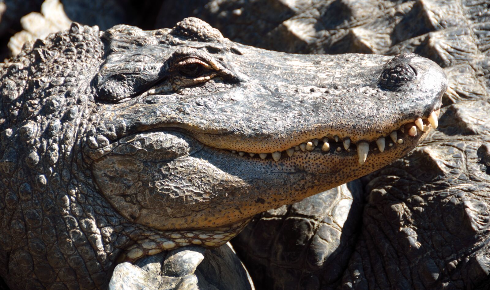 Nikon D7000 sample photo. Alligator, reptile, close up photography
