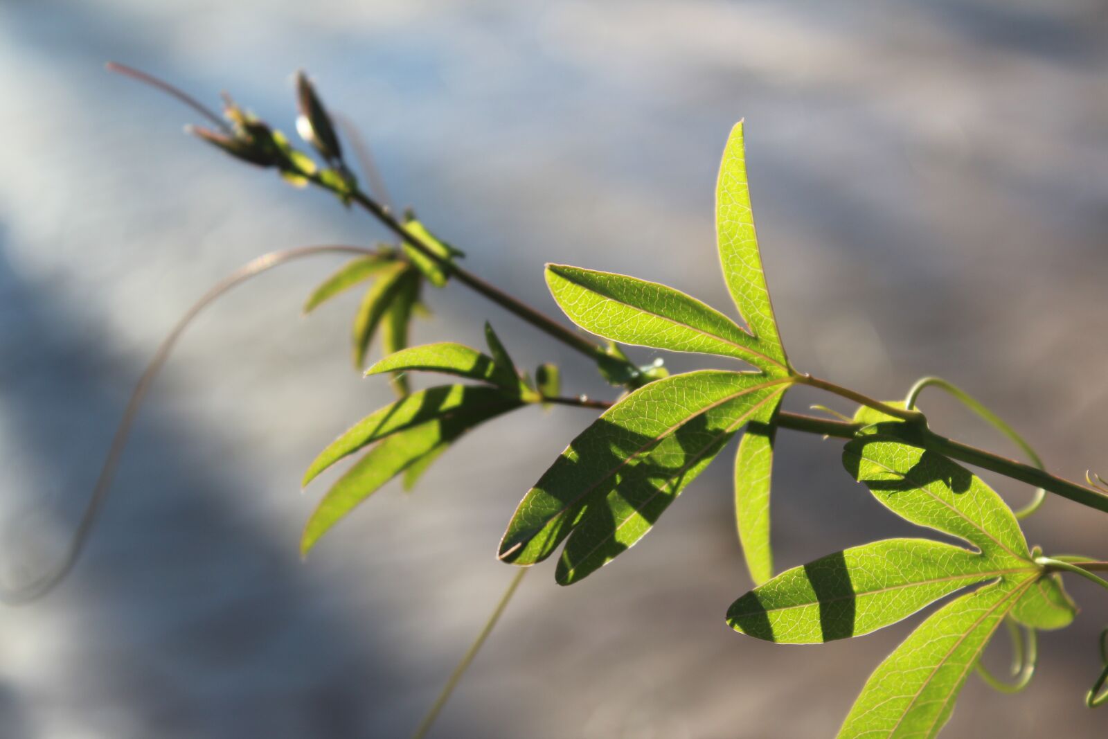 Canon EOS 1200D (EOS Rebel T5 / EOS Kiss X70 / EOS Hi) sample photo. Backlight, plant, branch photography