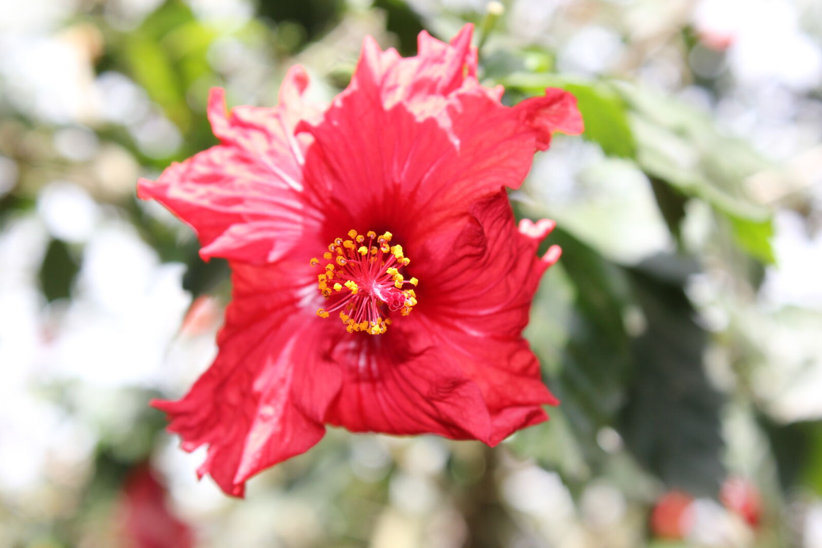 Canon EOS 550D (EOS Rebel T2i / EOS Kiss X4) + Canon EF-S 18-55mm F3.5-5.6 IS sample photo. Flower, hibiscus, red photography