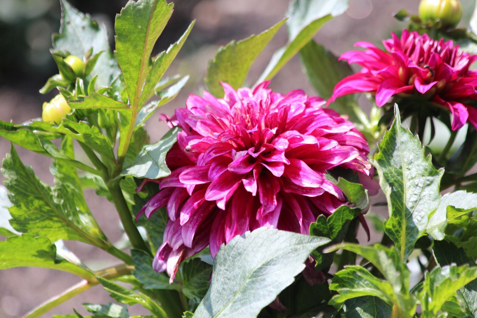 Canon EOS 650D (EOS Rebel T4i / EOS Kiss X6i) sample photo. Dahlia, pink flower, the photography