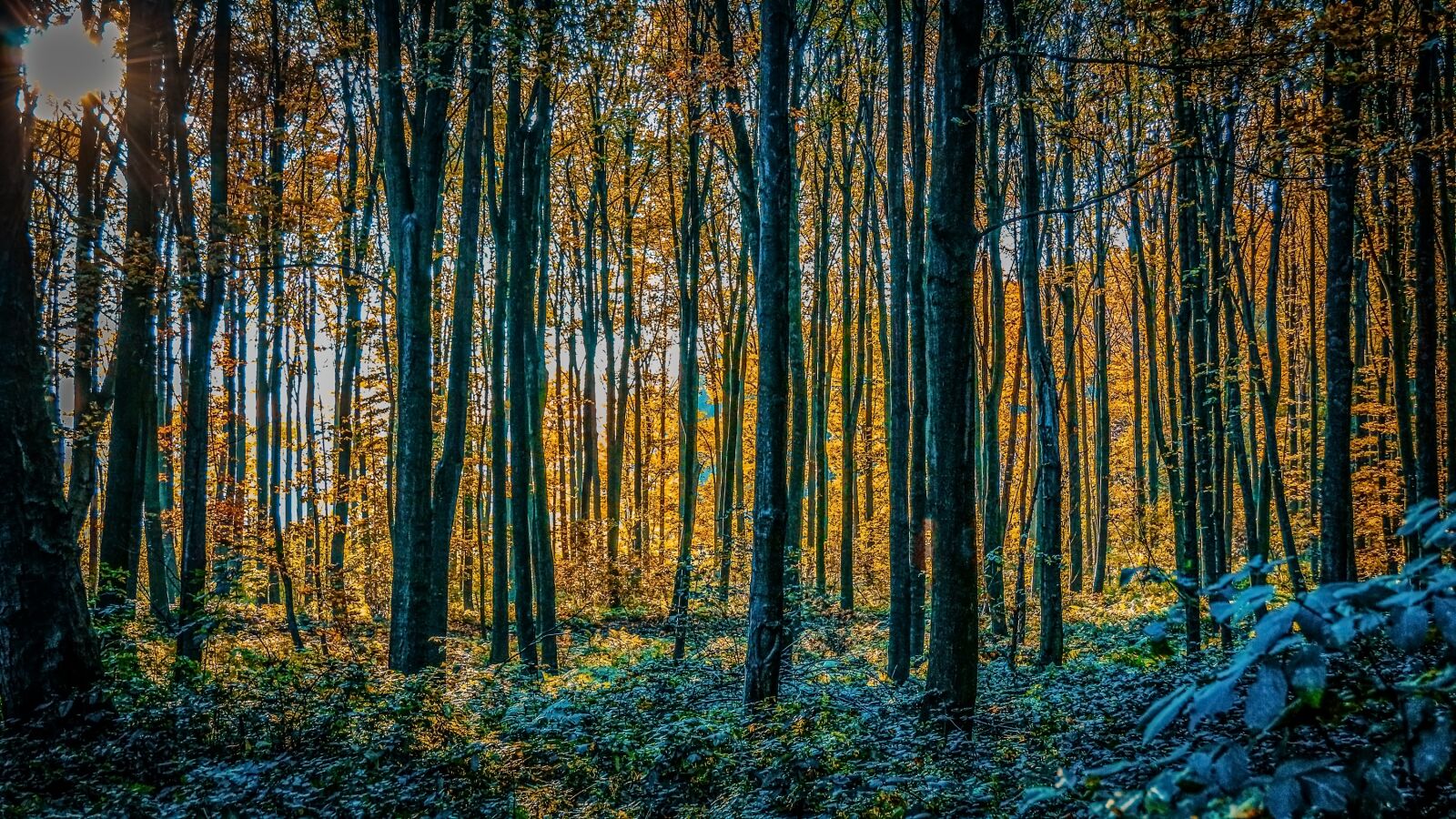 Canon EF-S 17-85mm F4-5.6 IS USM sample photo. Woods, sunset, landscape photography