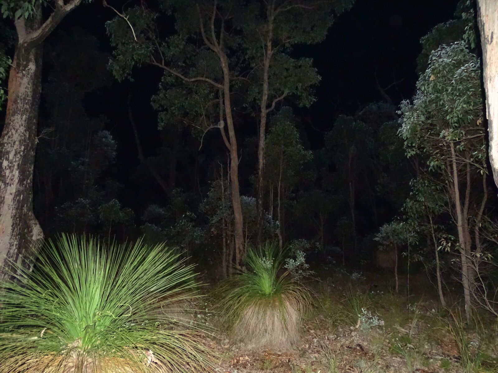 Sony Cyber-shot DSC-HX400V sample photo. Western, australian, bushland photography
