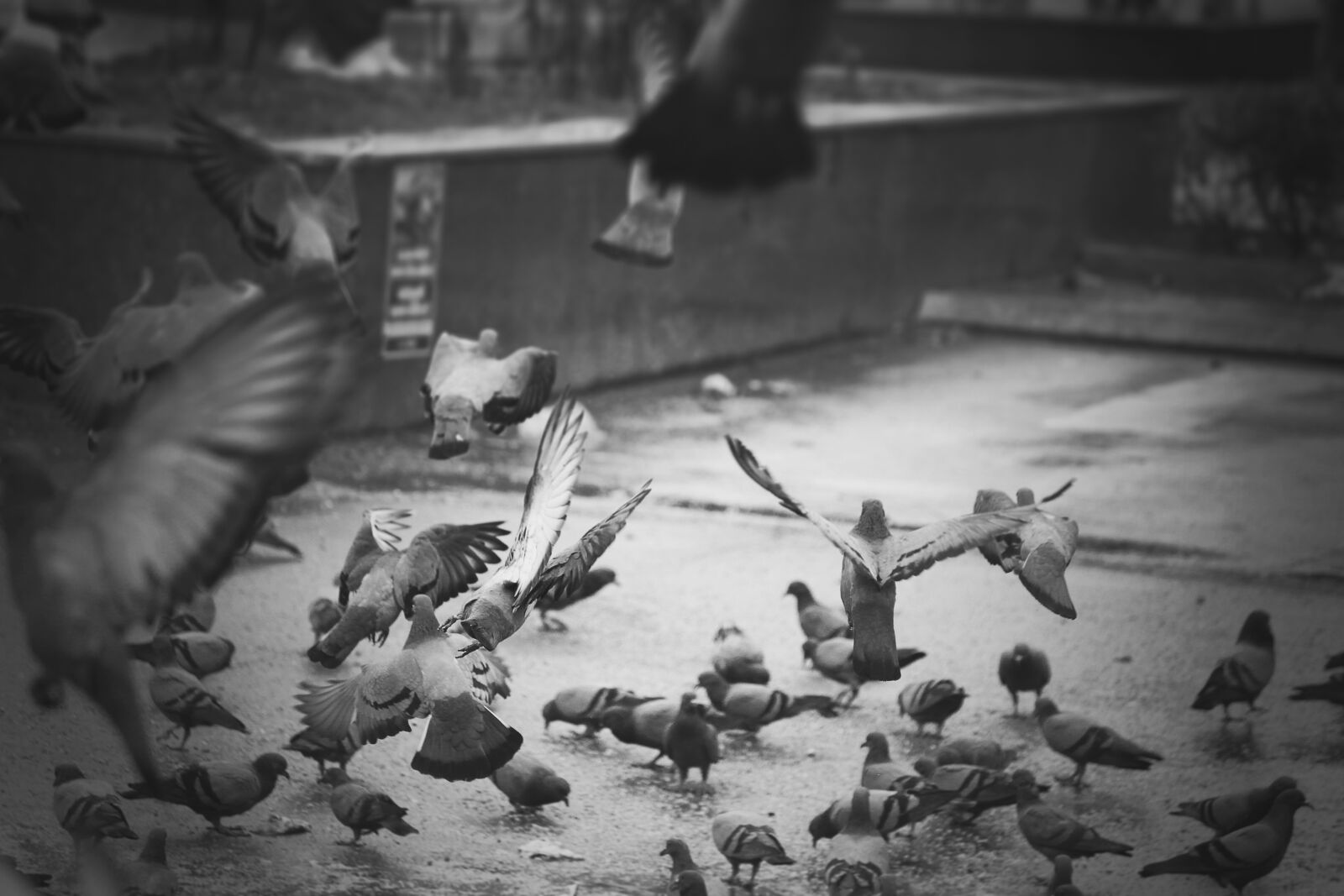 Canon EOS 700D (EOS Rebel T5i / EOS Kiss X7i) sample photo. Beautiful, beauty, bird, bird photography
