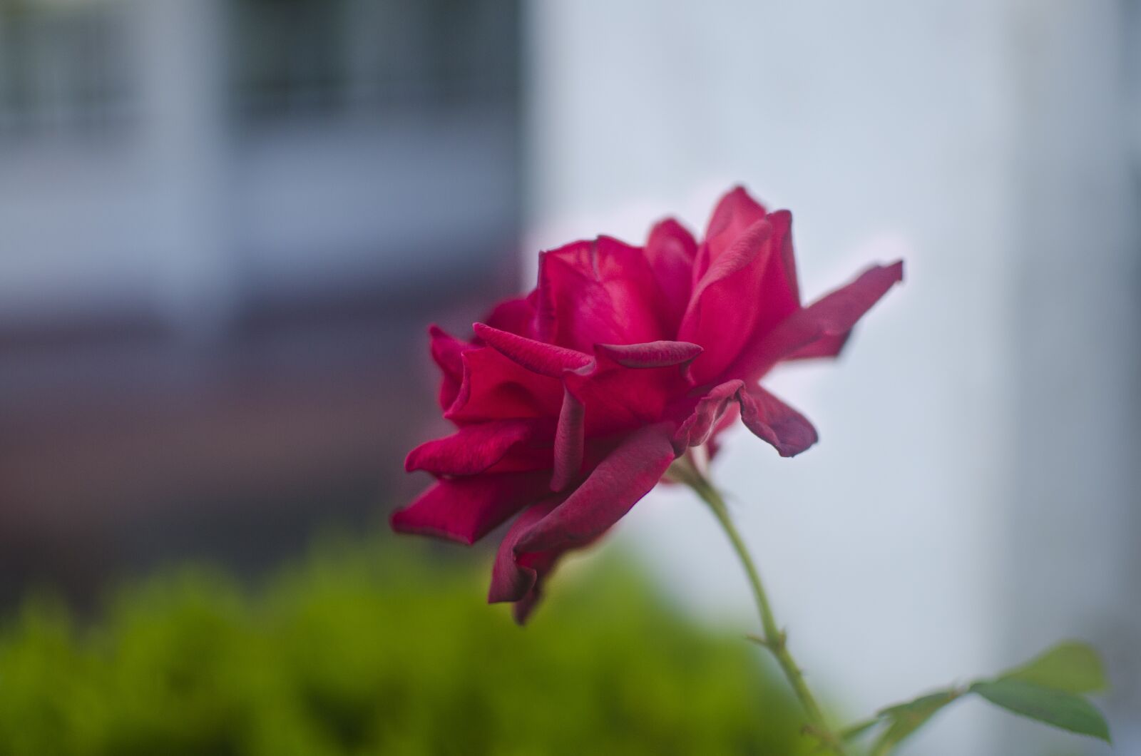 Nikon D5100 sample photo. Rose, red, flower photography