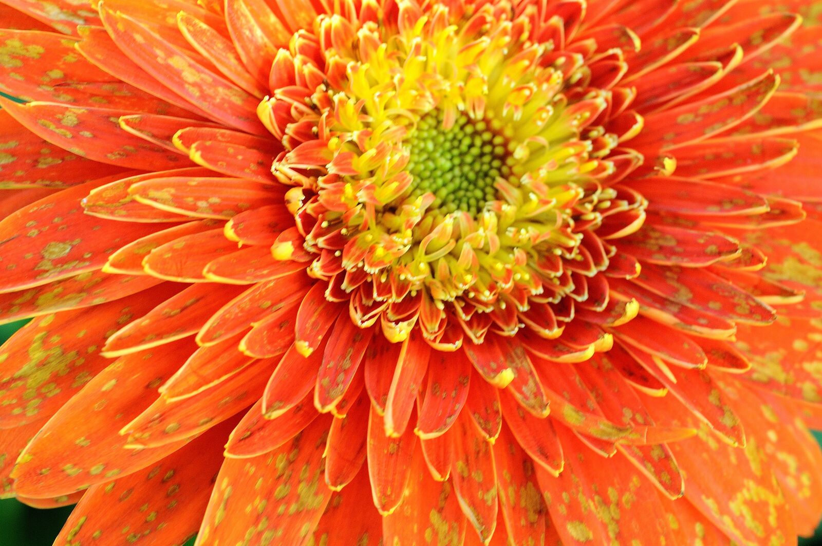 Nikon D300S sample photo. Chrysanthemum, flower, yellow photography