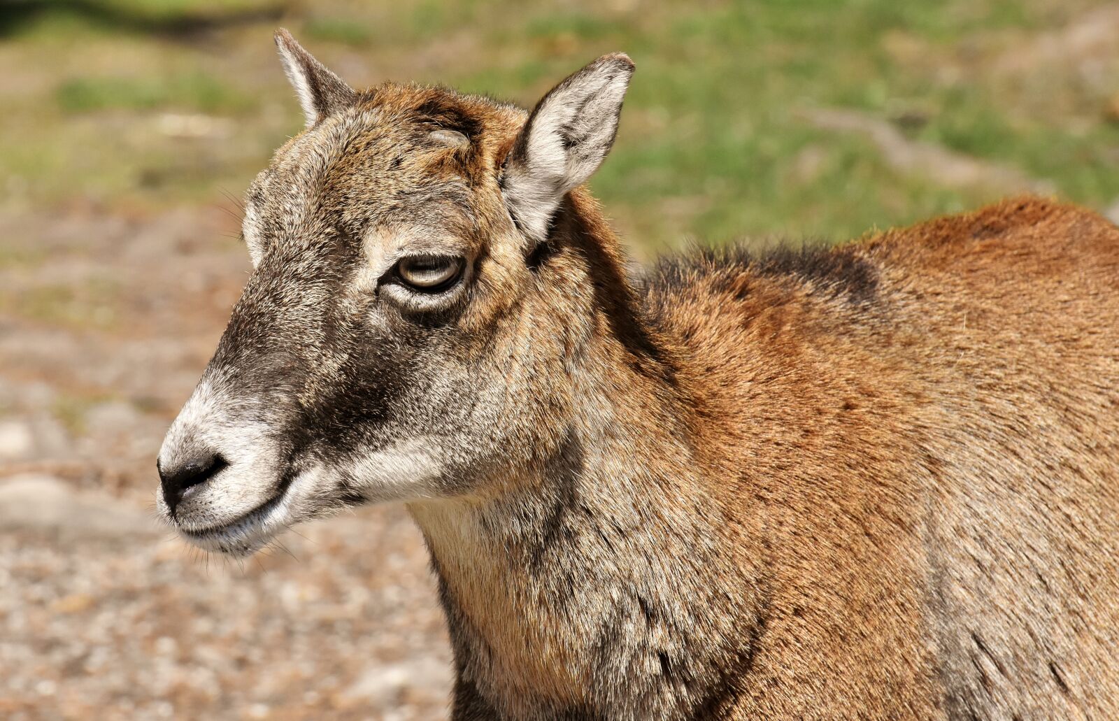 Nikon D7200 sample photo. Mouflon, wild animal, european photography
