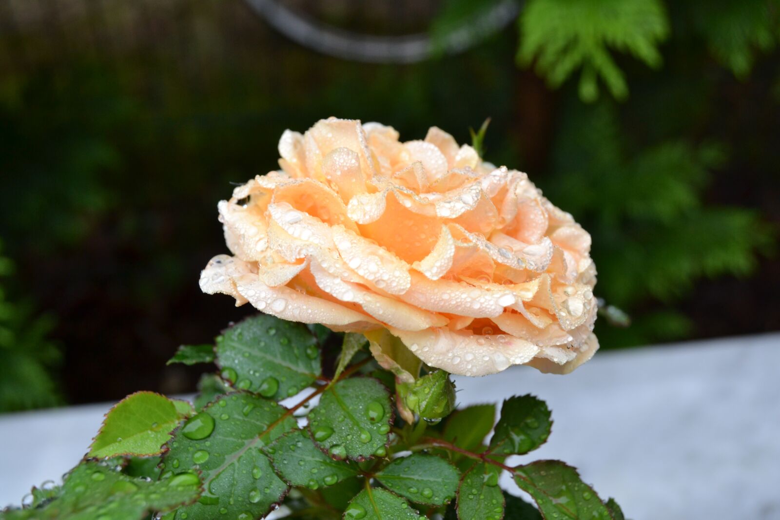 Nikon D3100 sample photo. Rose, blossom, bloom photography