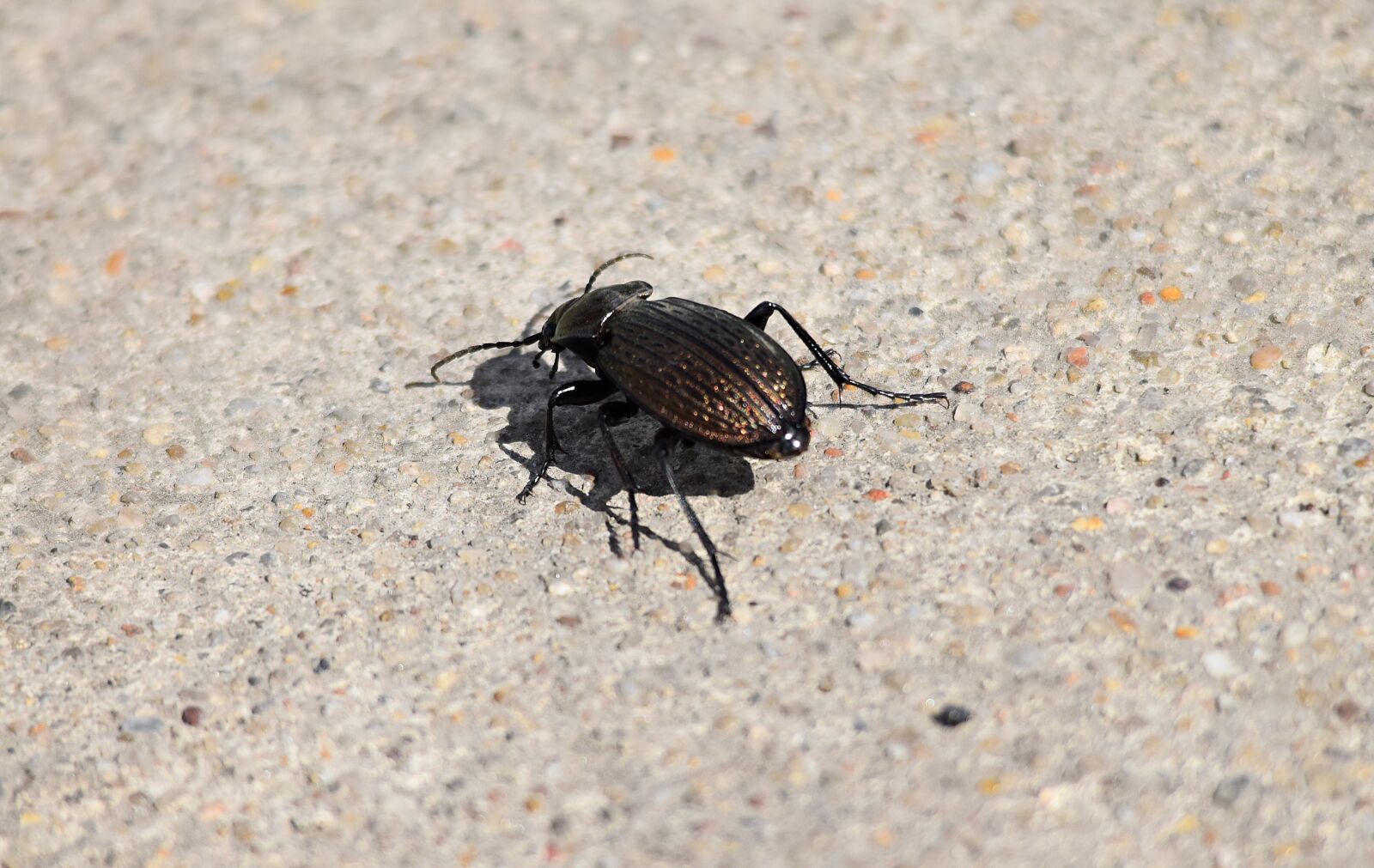 Nikon D5300 sample photo. Beetle, closeup, insect photography