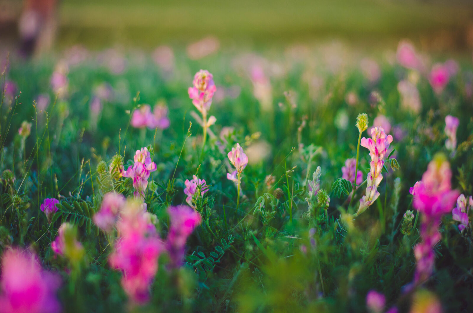 Nikon AF-S Nikkor 50mm F1.8G sample photo. Purple, flower photography