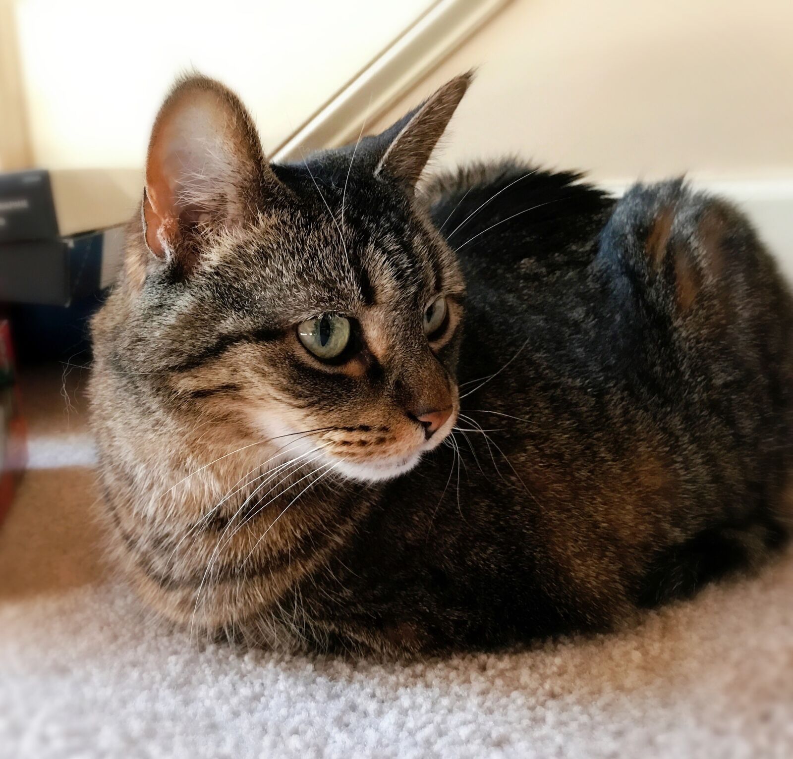 Apple iPhone 7 sample photo. Cat, feline, pets photography