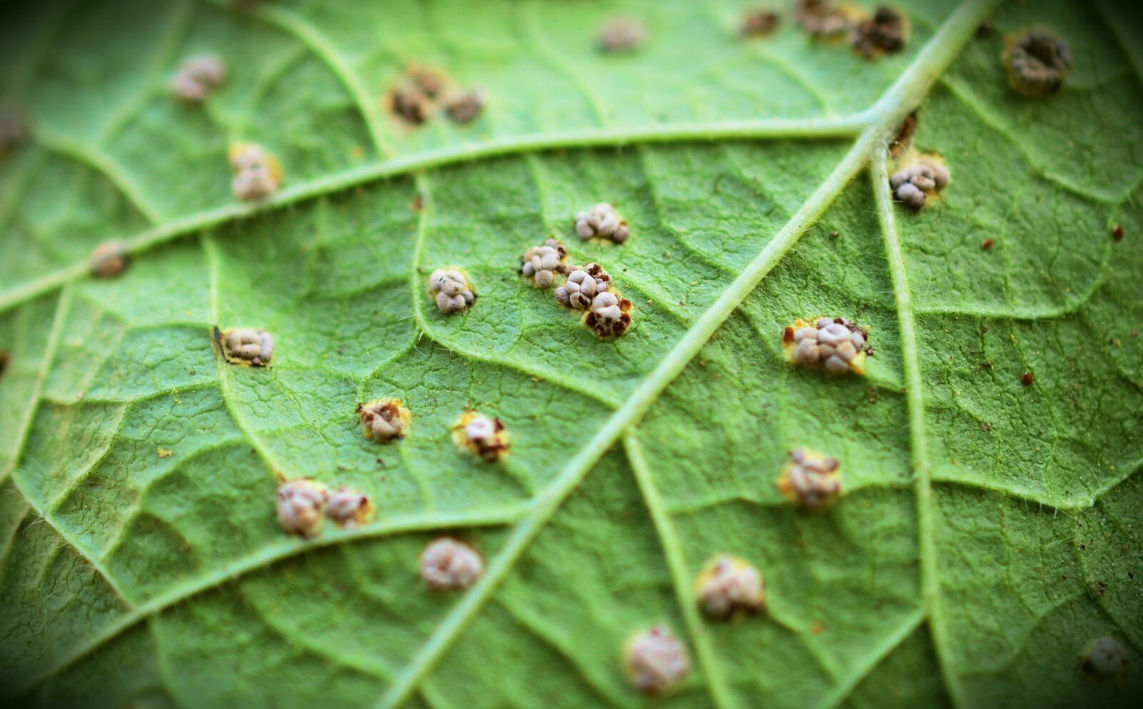 Nikon D5200 sample photo. Leaf, mallow, hollyhock rust photography