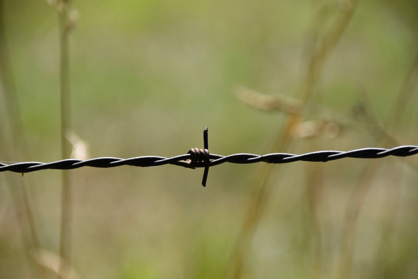 Nikon D5600 sample photo. Barbed wire, wire, metal photography