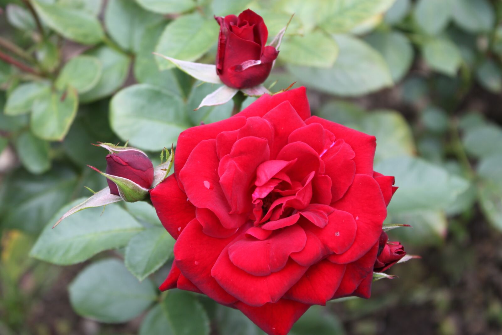 Canon EOS 500D (EOS Rebel T1i / EOS Kiss X3) sample photo. Red, rose, give photography