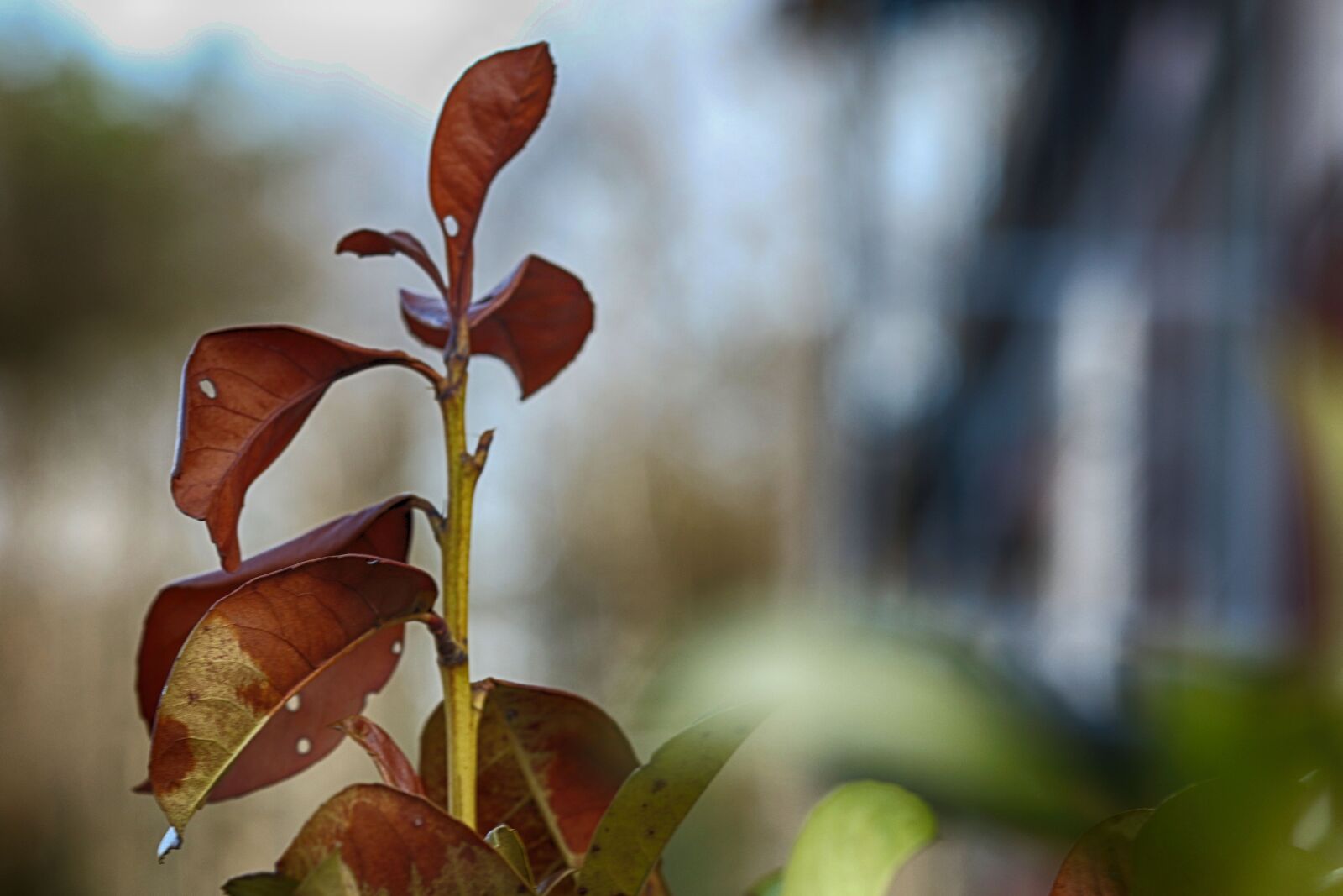 Canon EOS 7D Mark II + Canon EF 135mm F2L USM sample photo. Leaf, nature, flora photography
