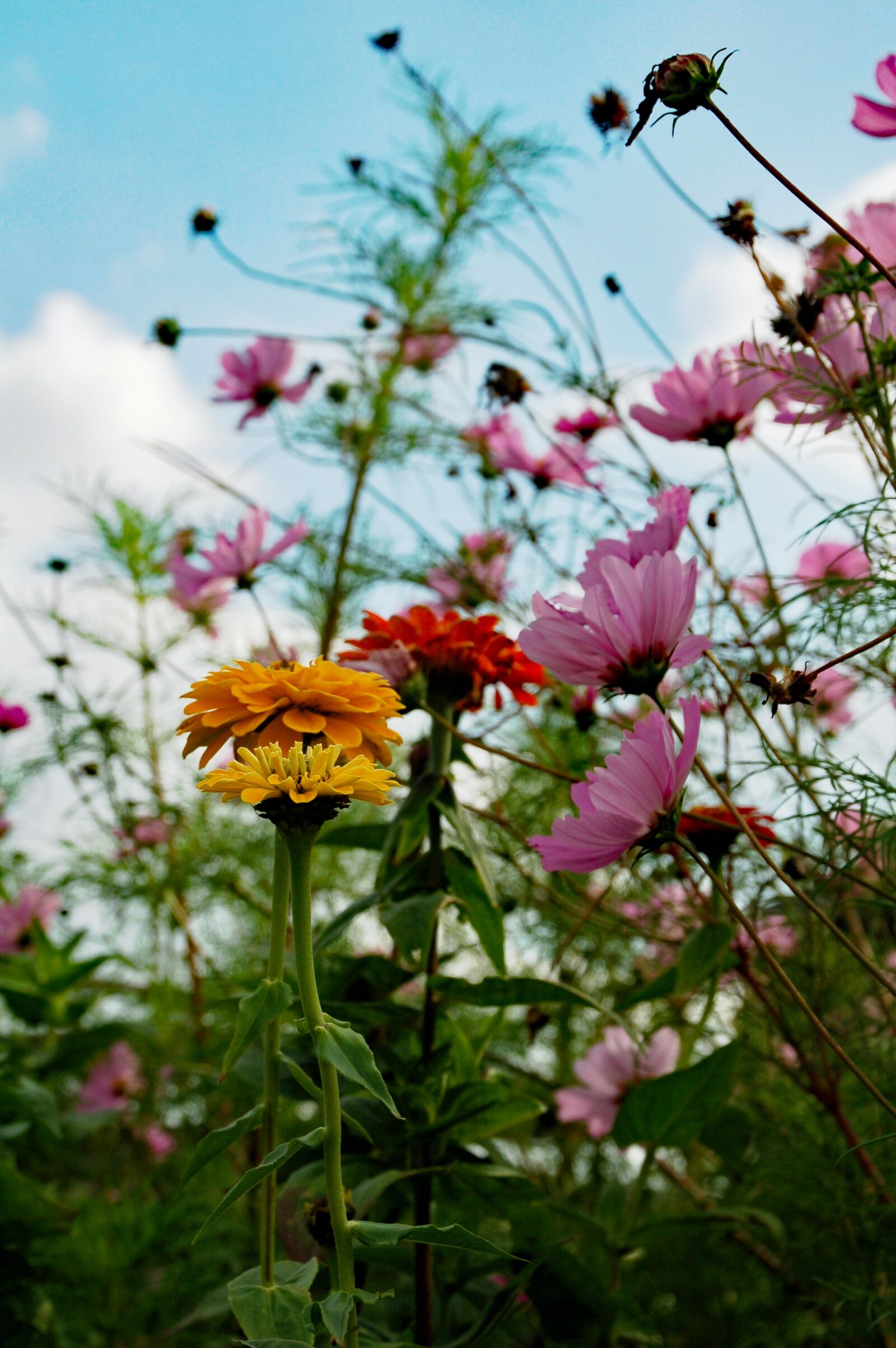 Nikon D50 sample photo. Flowers, nature, wanted photography