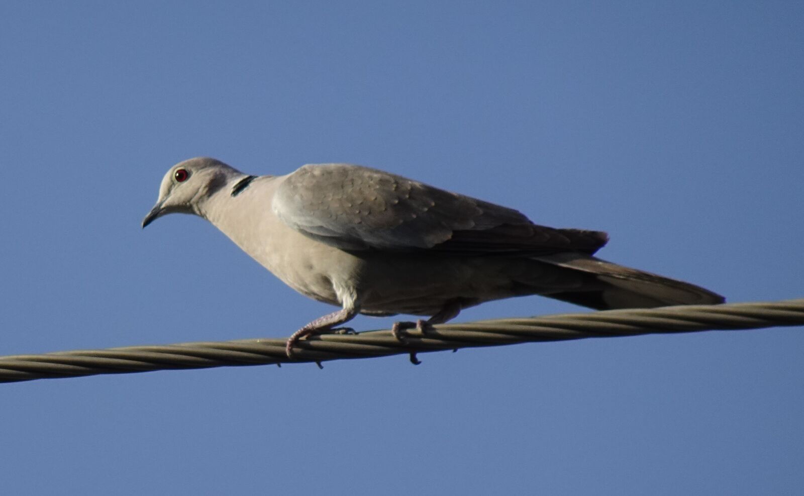 Sony DSC-WX800 sample photo. Bird, dove, eurasian collared photography