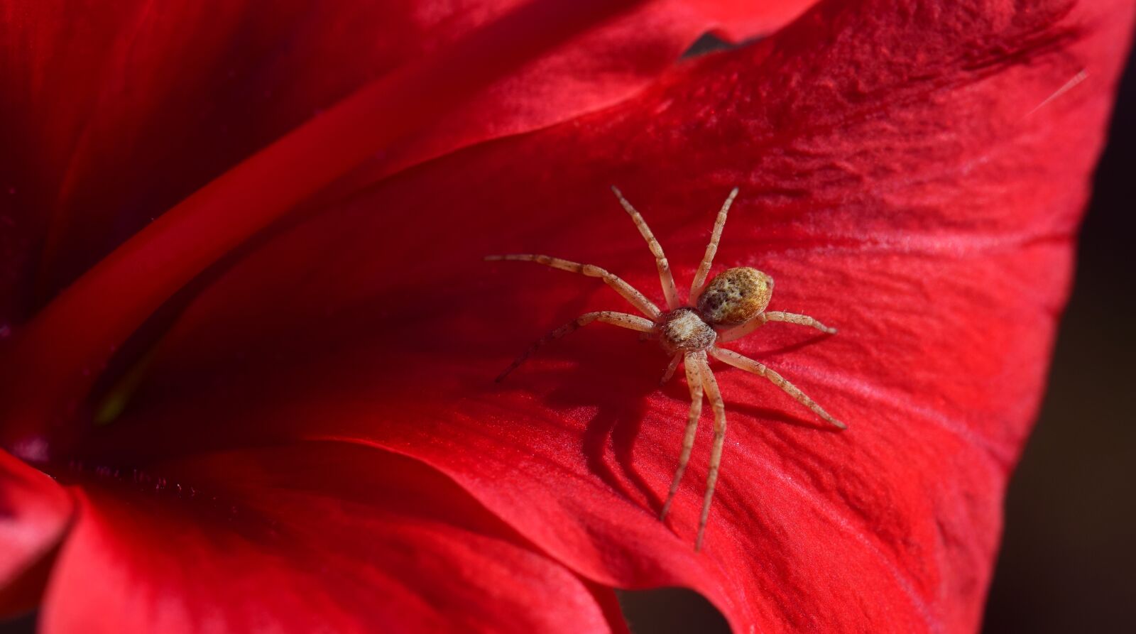 Nikon D3300 sample photo. Spider, small, small spider photography
