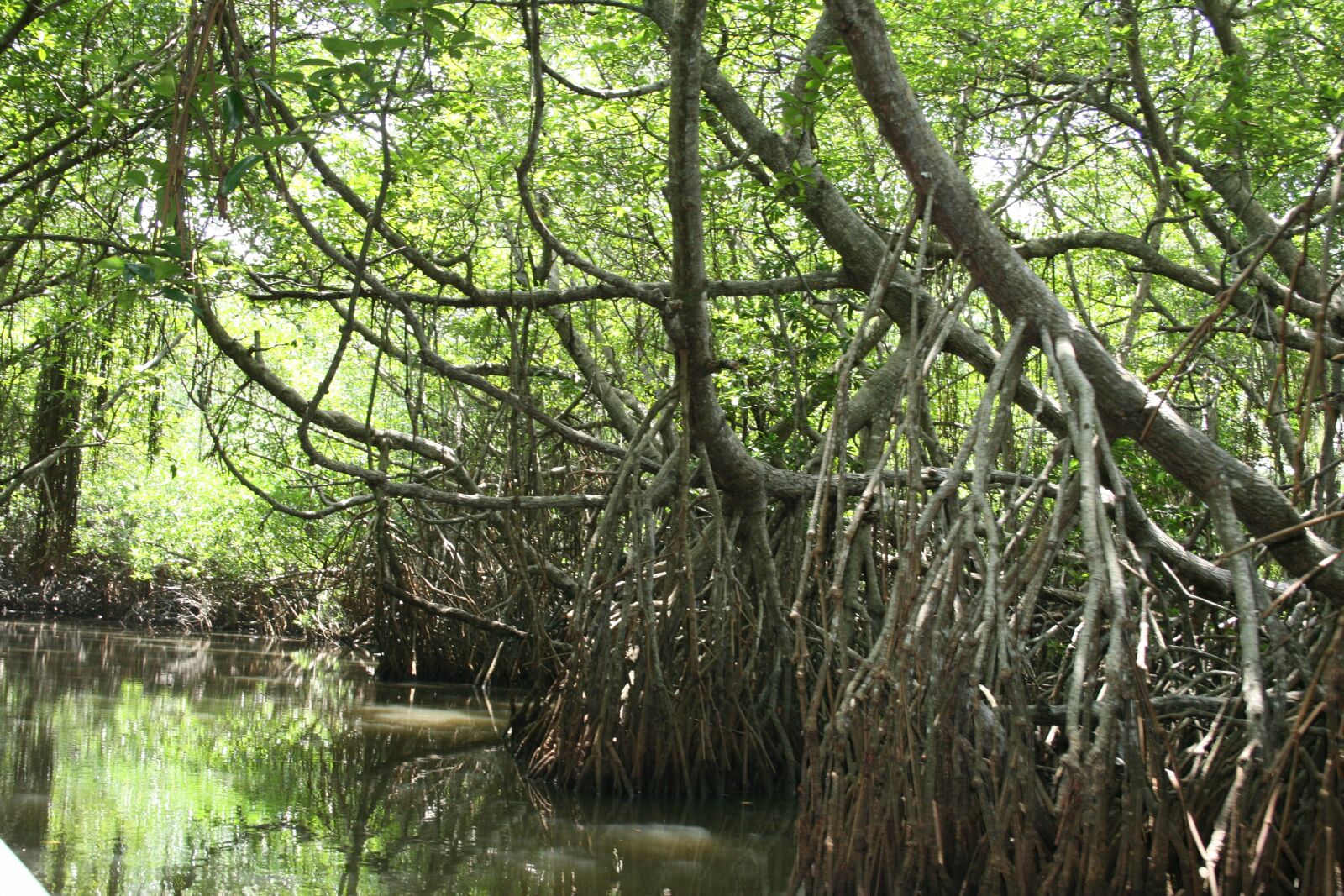 Canon EOS 400D (EOS Digital Rebel XTi / EOS Kiss Digital X) sample photo. Mangroves, srilanka, river photography
