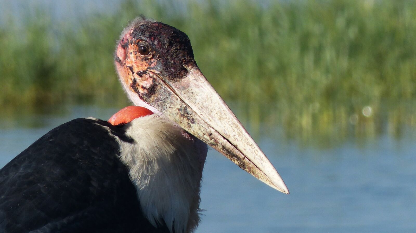 Panasonic Lumix DMC-FZ200 sample photo. Ethiopia, africa, bird photography